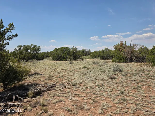 a view of a dry yard with trees