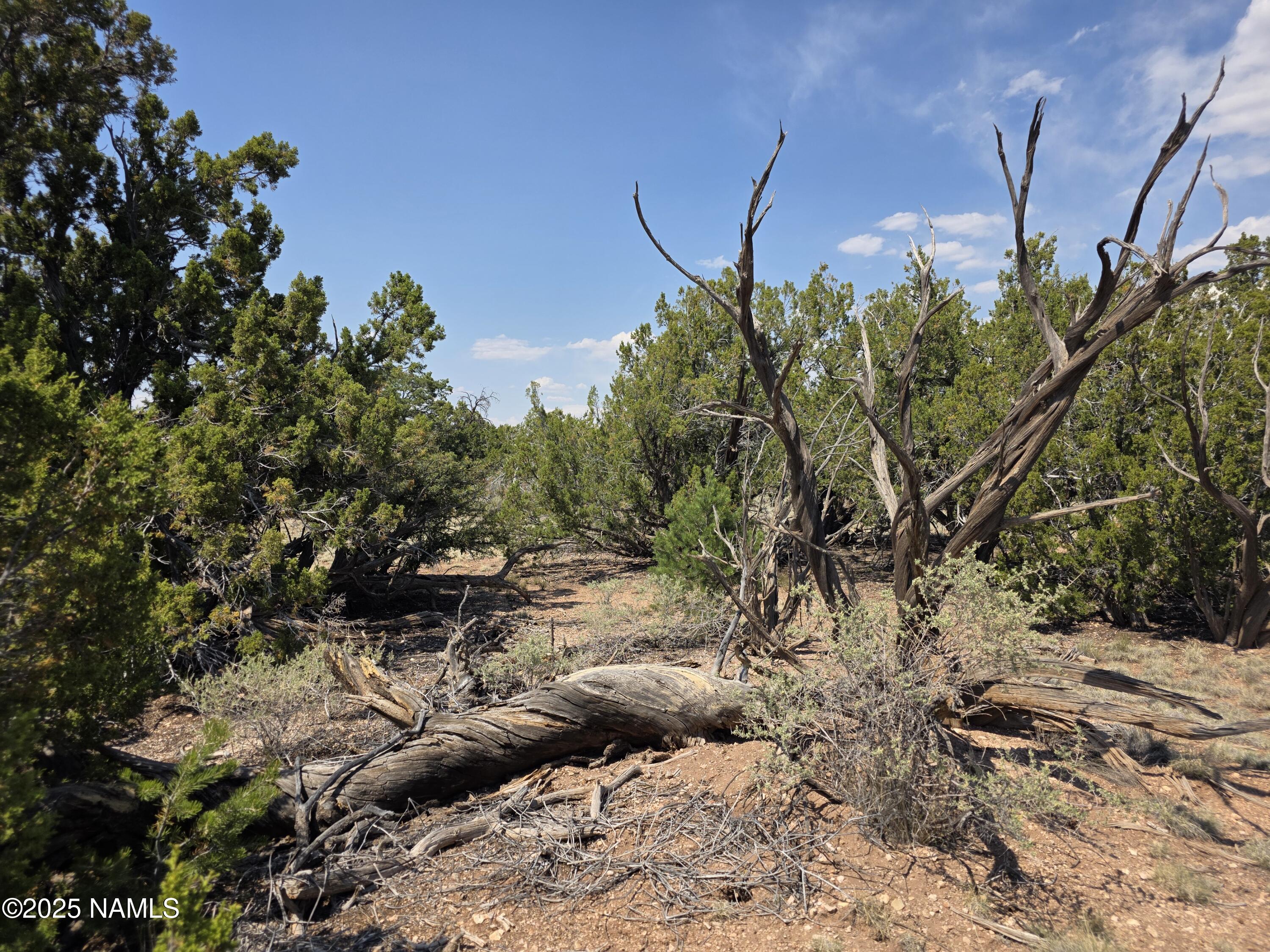 913 South Kaibab Road Williams, AZ 86046 - Photo 5 of 27 a view of a tree with a yard