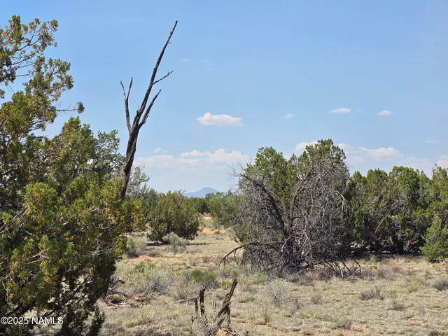 a view of a dry yard with trees in the background