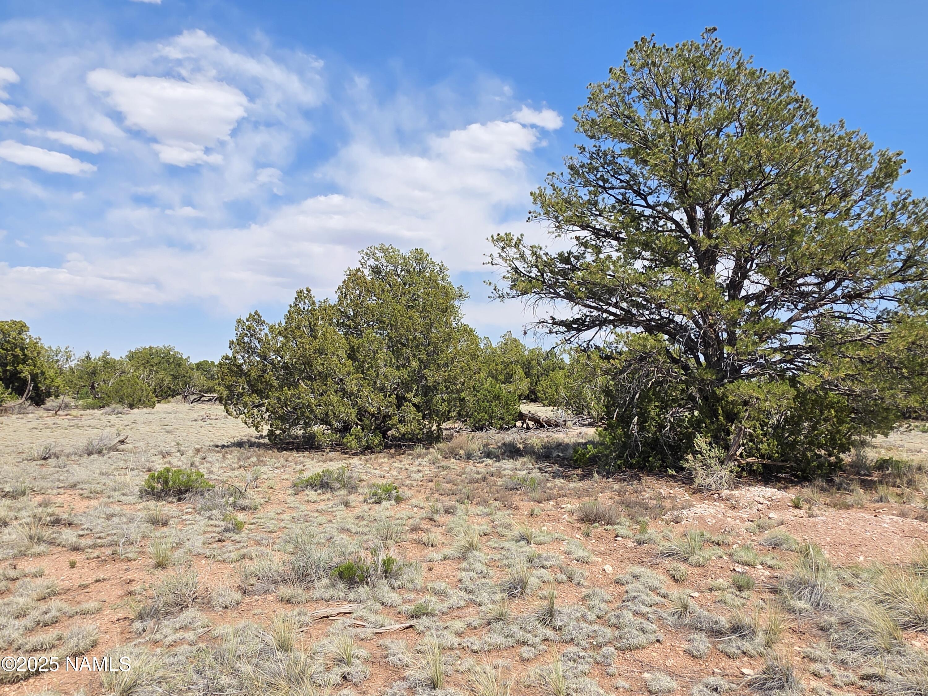 913 South Kaibab Road Williams, AZ 86046 - Photo 8 of 27 a view of a dry yard