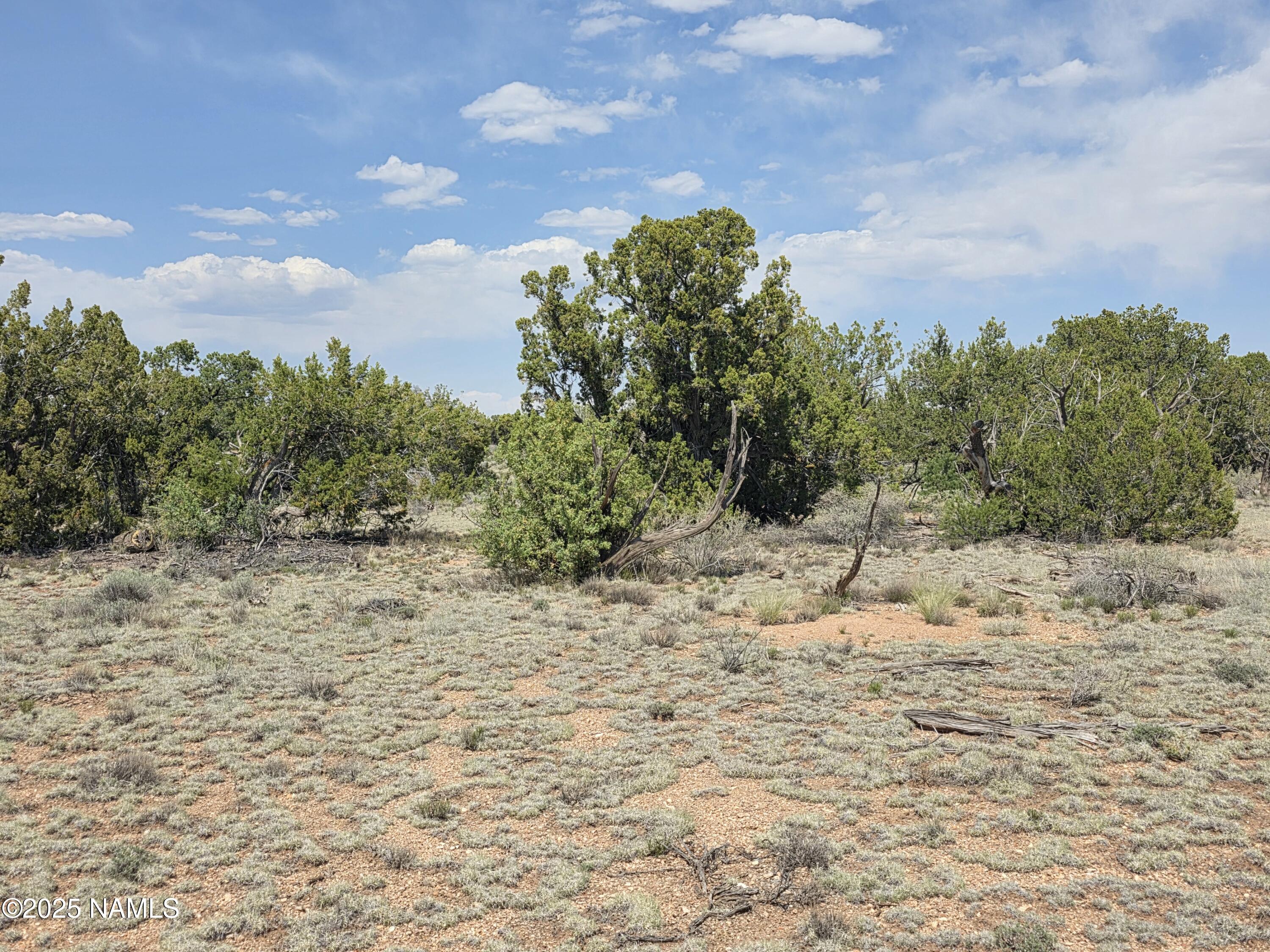 913 South Kaibab Road Williams, AZ 86046 - Photo 9 of 27 a view of a dry yard