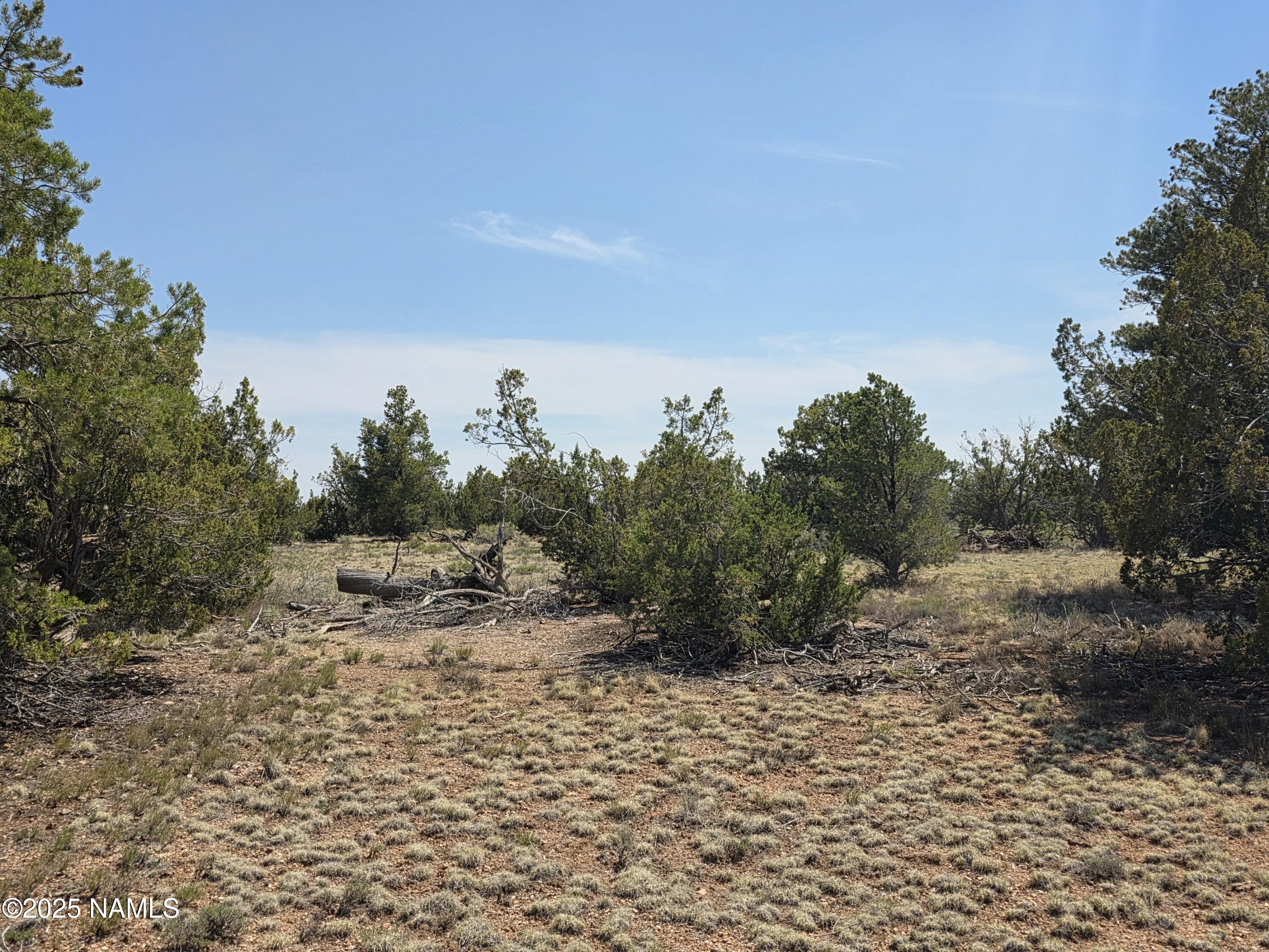 913 South Kaibab Road Williams, AZ 86046 - Photo 10 of 27 a view of a dry yard with trees in the background