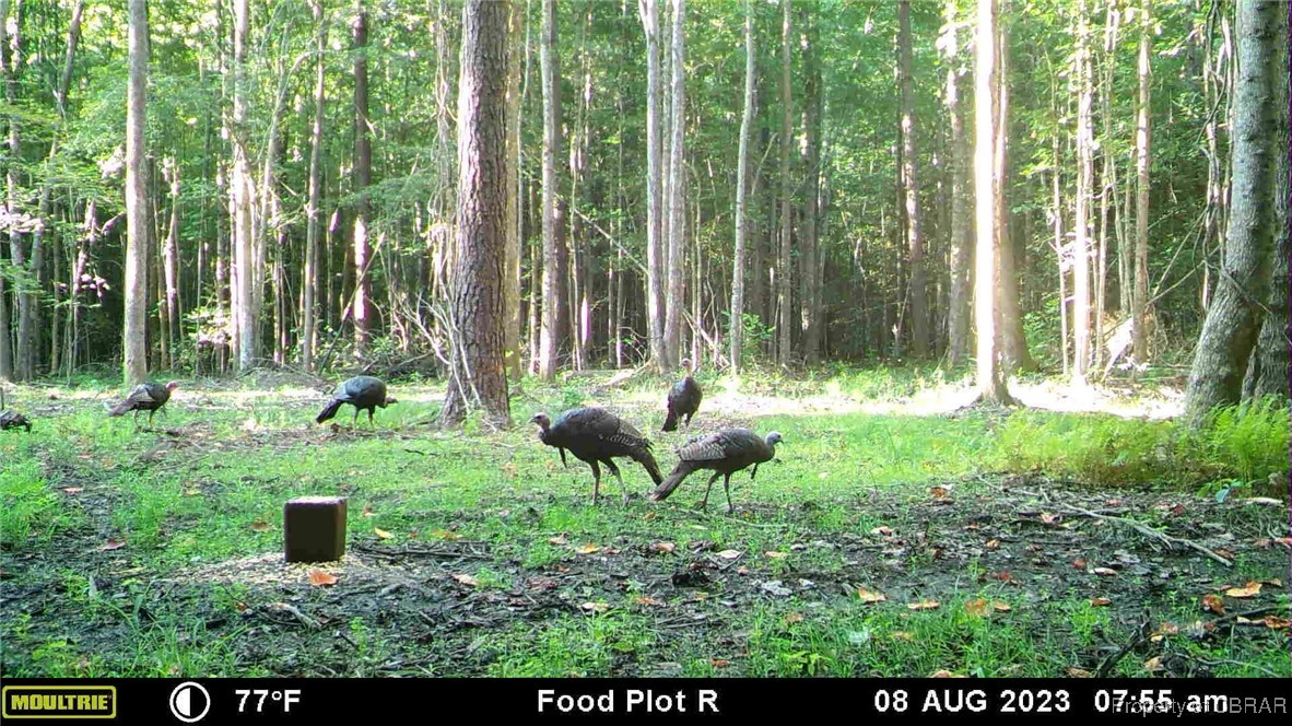 34 Acres Windsor Road North, VA 23128 - Photo 30 of 33