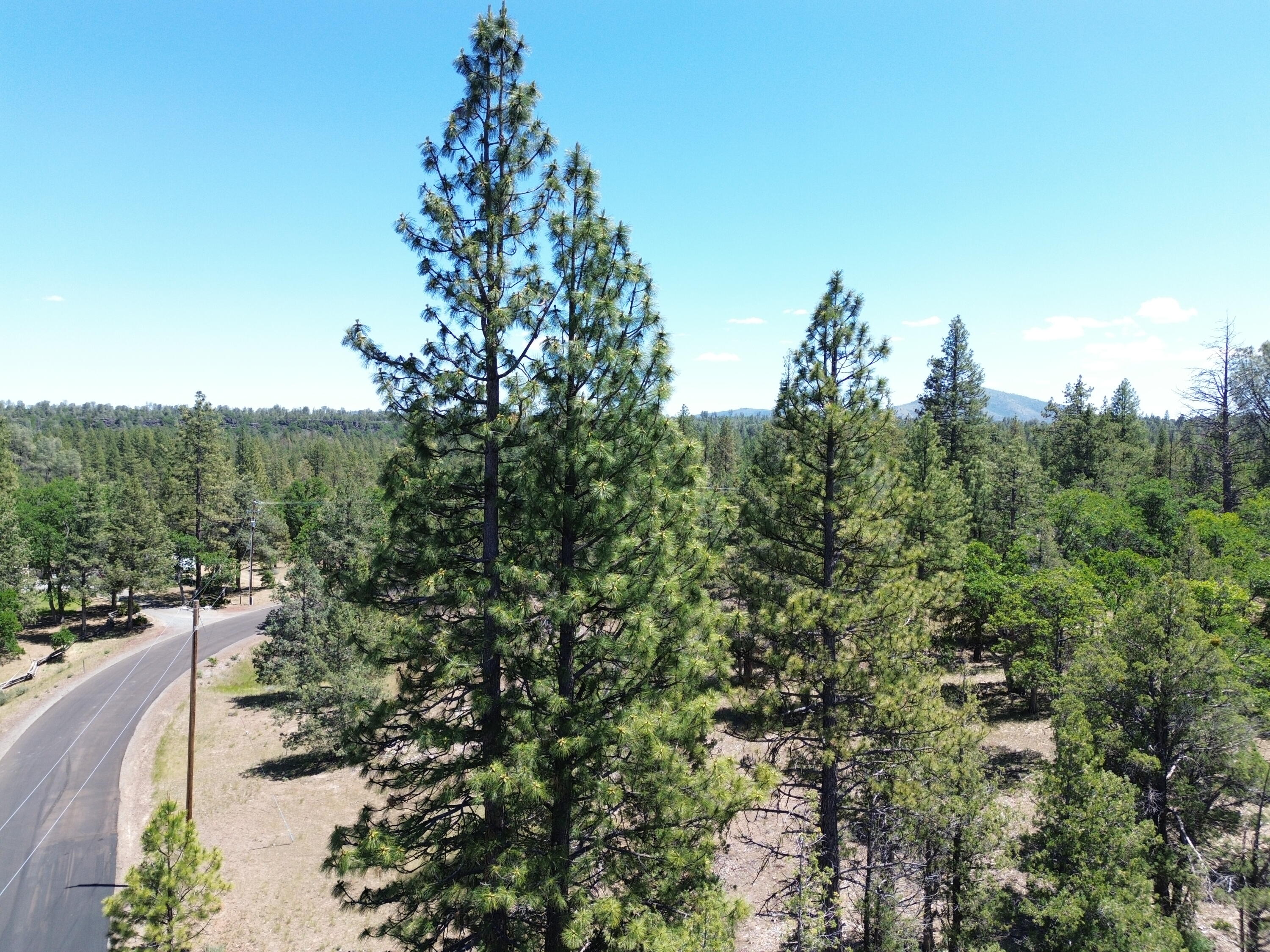 0 Shoshoni Loop Fall River Mills, CA 96028 - Photo 1 of 15 DJI_0578