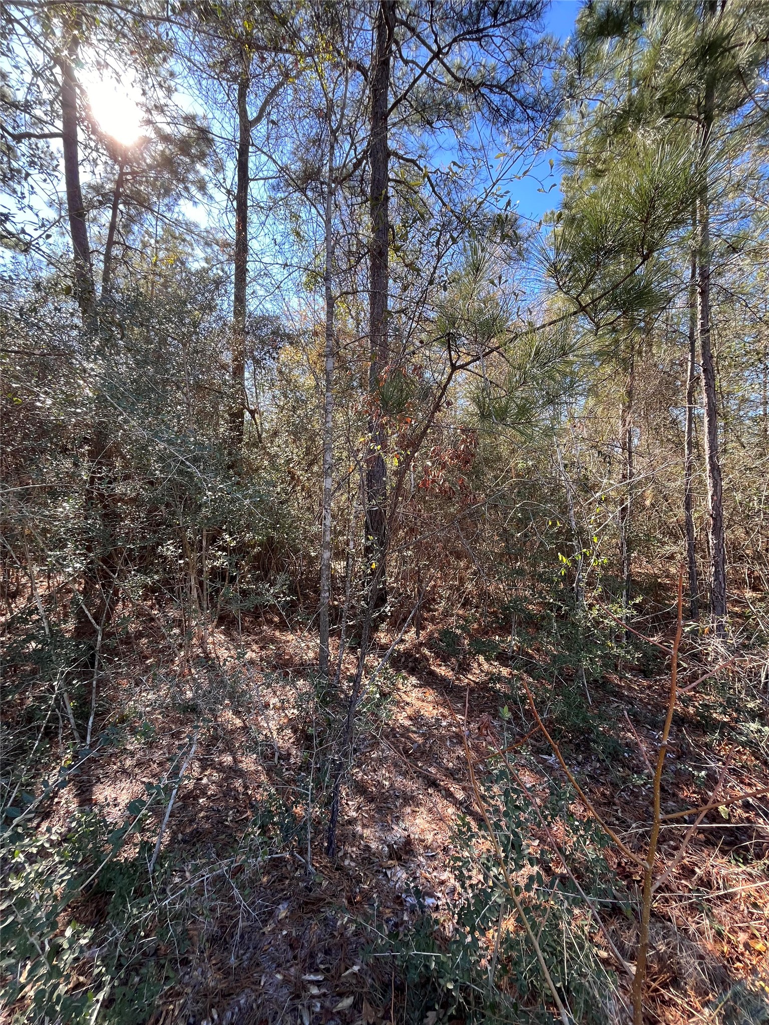 86 Coyote Run Willis, TX 77378 - Photo 16 of 23 a view of a forest that has a tree