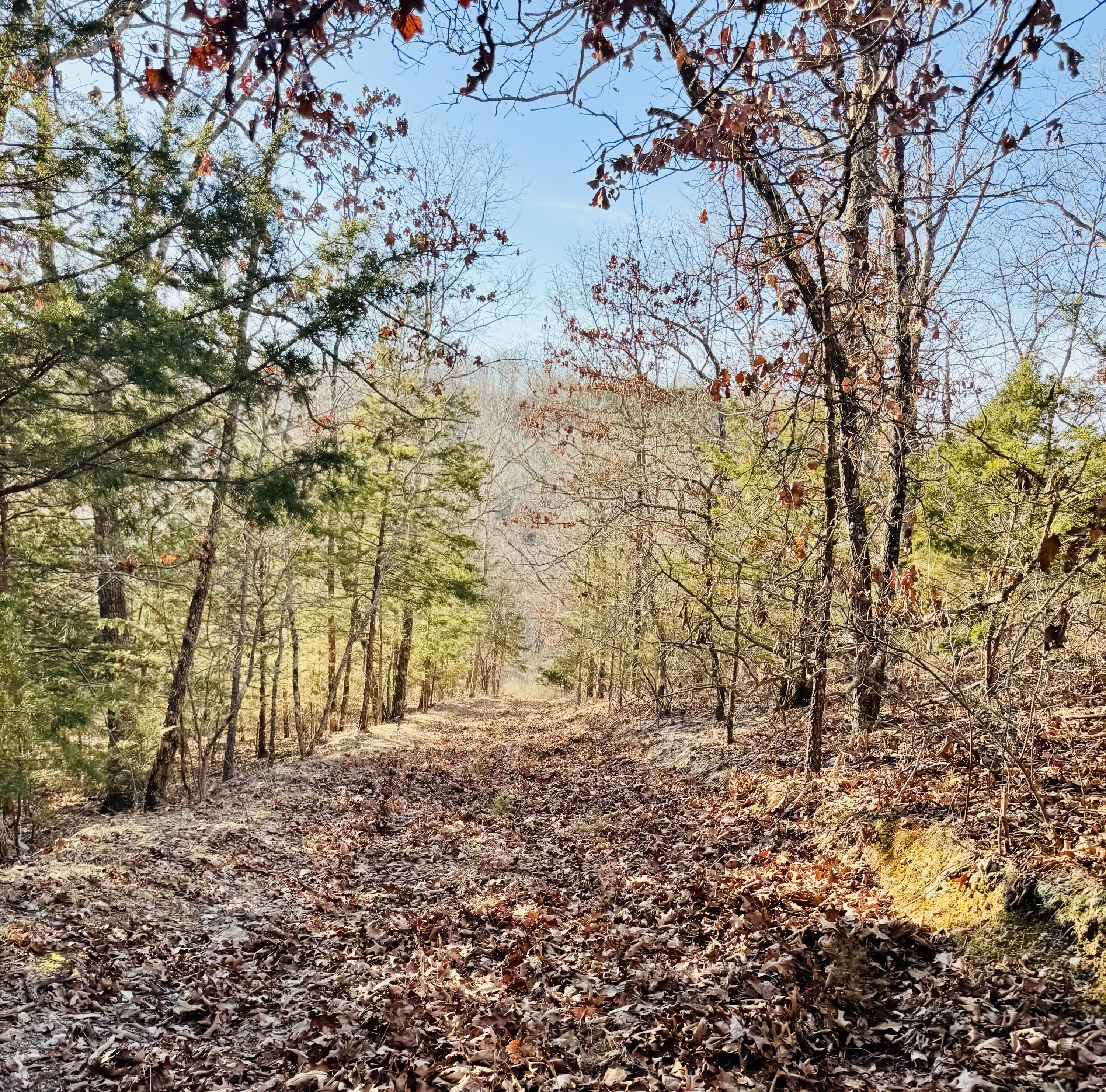 795 Anthony Road Pineville, MO 64856 - Photo 82 of 95 Fall