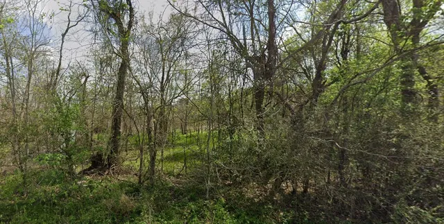 a view of a forest with a tree