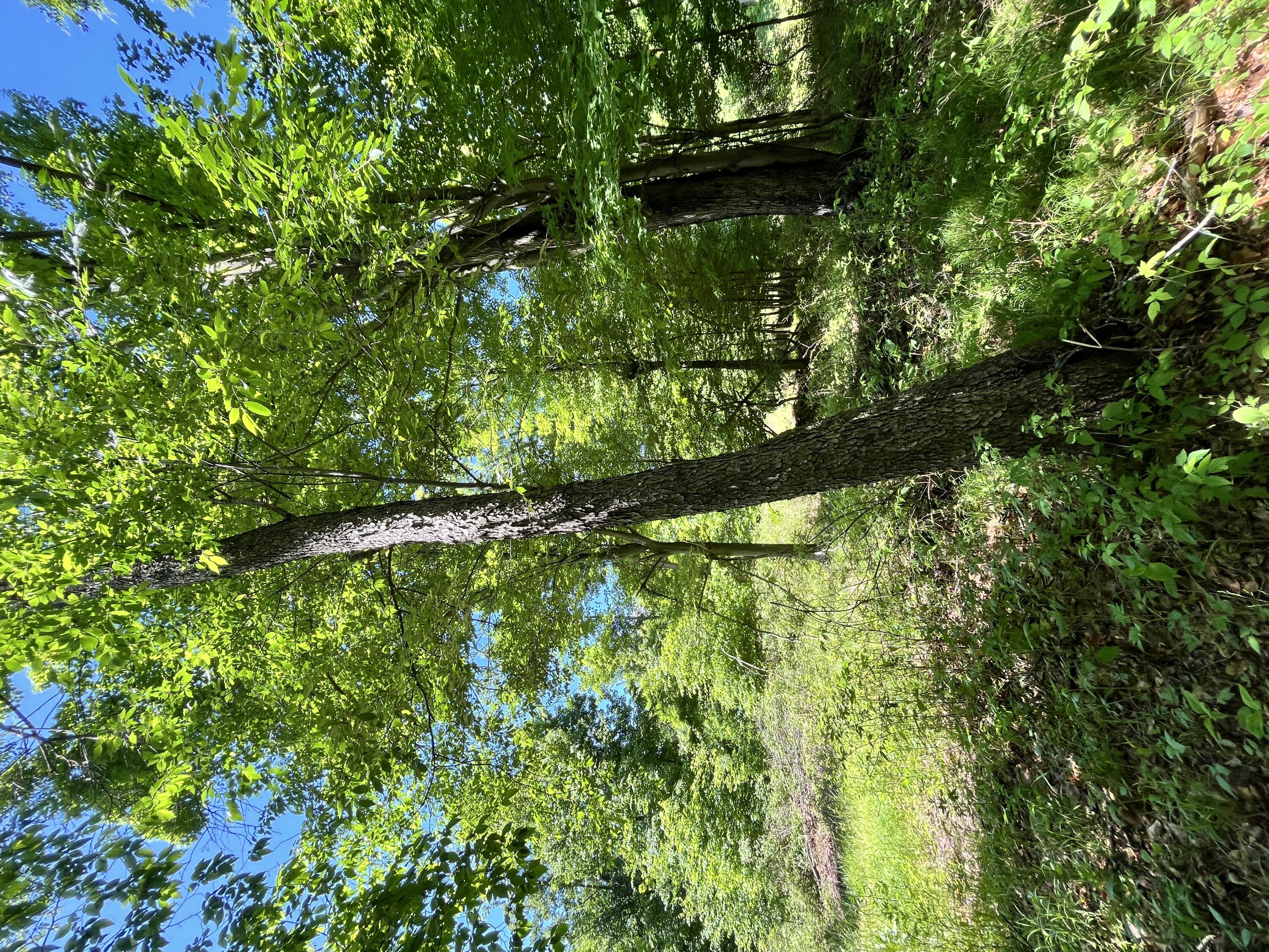 3685 Cypress Road Blanchard, MI 49310 - Photo 21 of 32 Trees 8