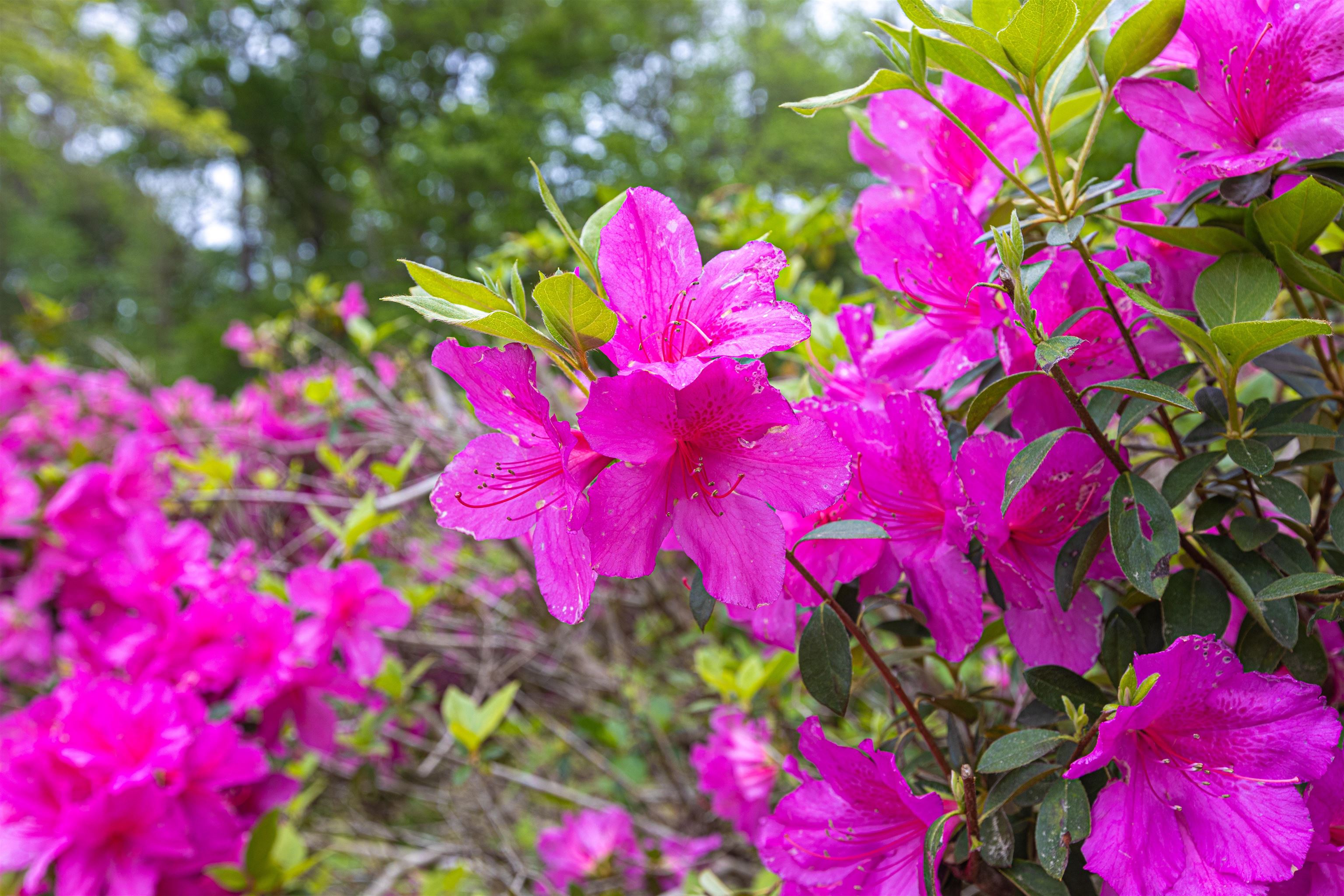 8946 Highmarket Street Georgetown, SC 29440 - Photo 45 of 70
