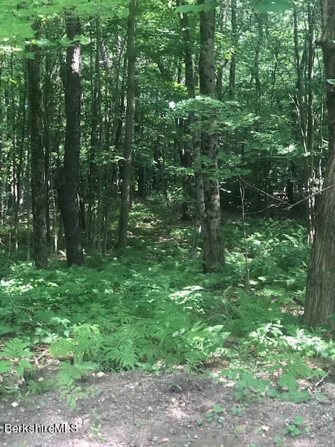Schultz Road Becket, MA 01223 - Photo 1 of 2 a lush green forest with lots of trees