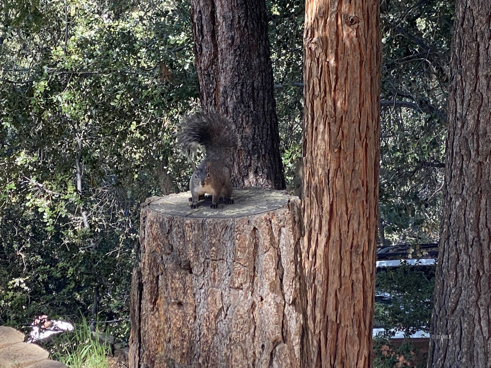 24670 Logan Creek Road Idyllwild, CA 92549 - Photo 39 of 50 Untitled