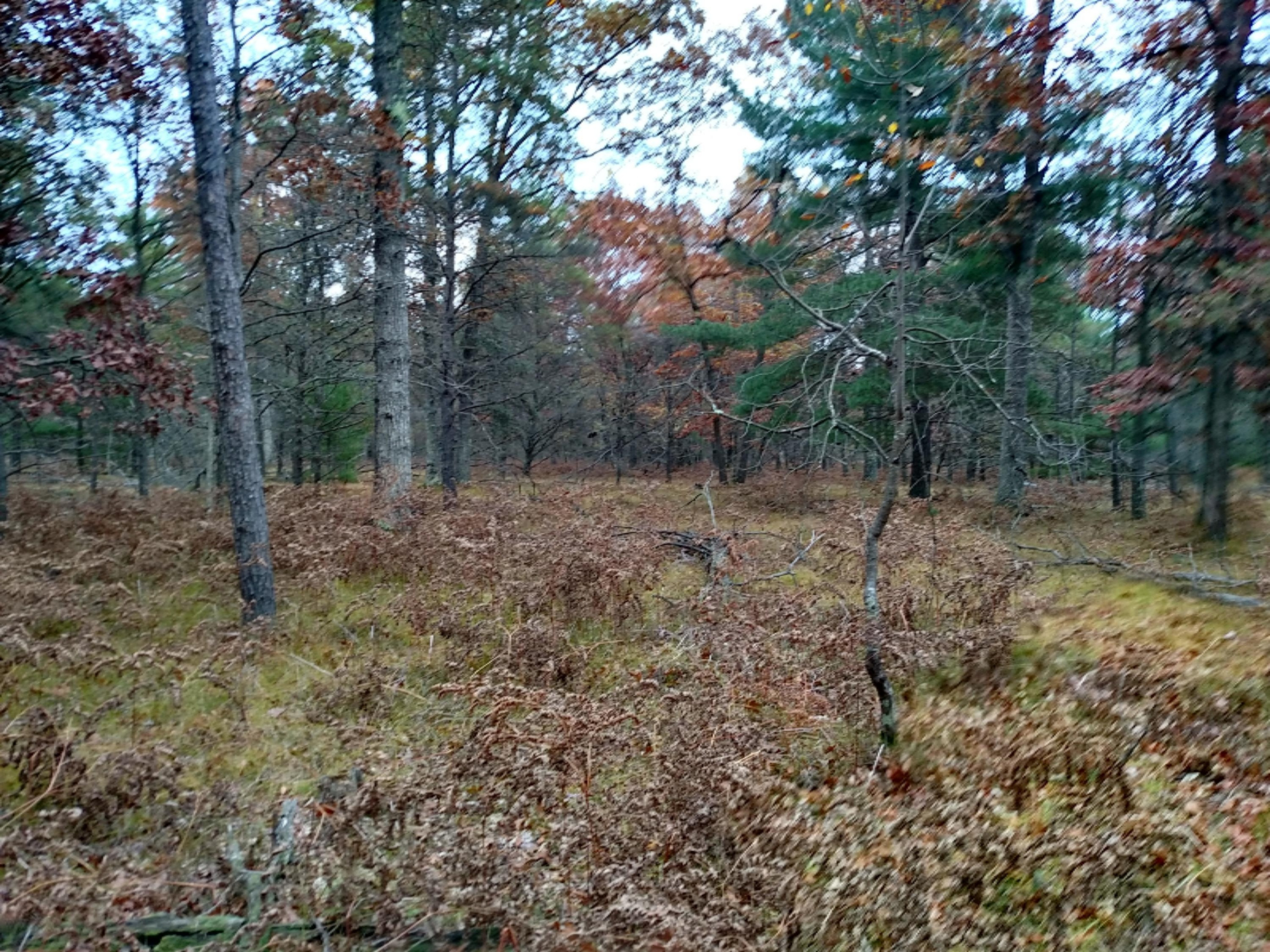 Vl Par 2 South Foreman Road Baldwin, MI 49304 - Photo 3 of 7 3