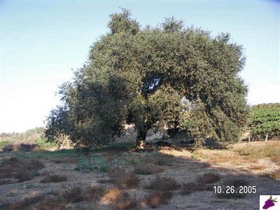 0 Corner Holbrook & Lincoln Reedley Ca Reedley, CA 93654 - Photo 7 of 10 Gallery Image 7