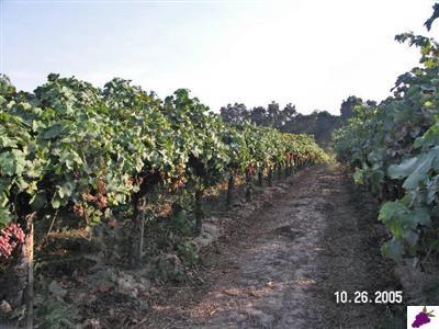 0 Corner Holbrook & Lincoln Reedley Ca Reedley, CA 93654 - Photo 8 of 10 Gallery Image 8
