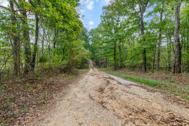 a view of a forest with trees in the background