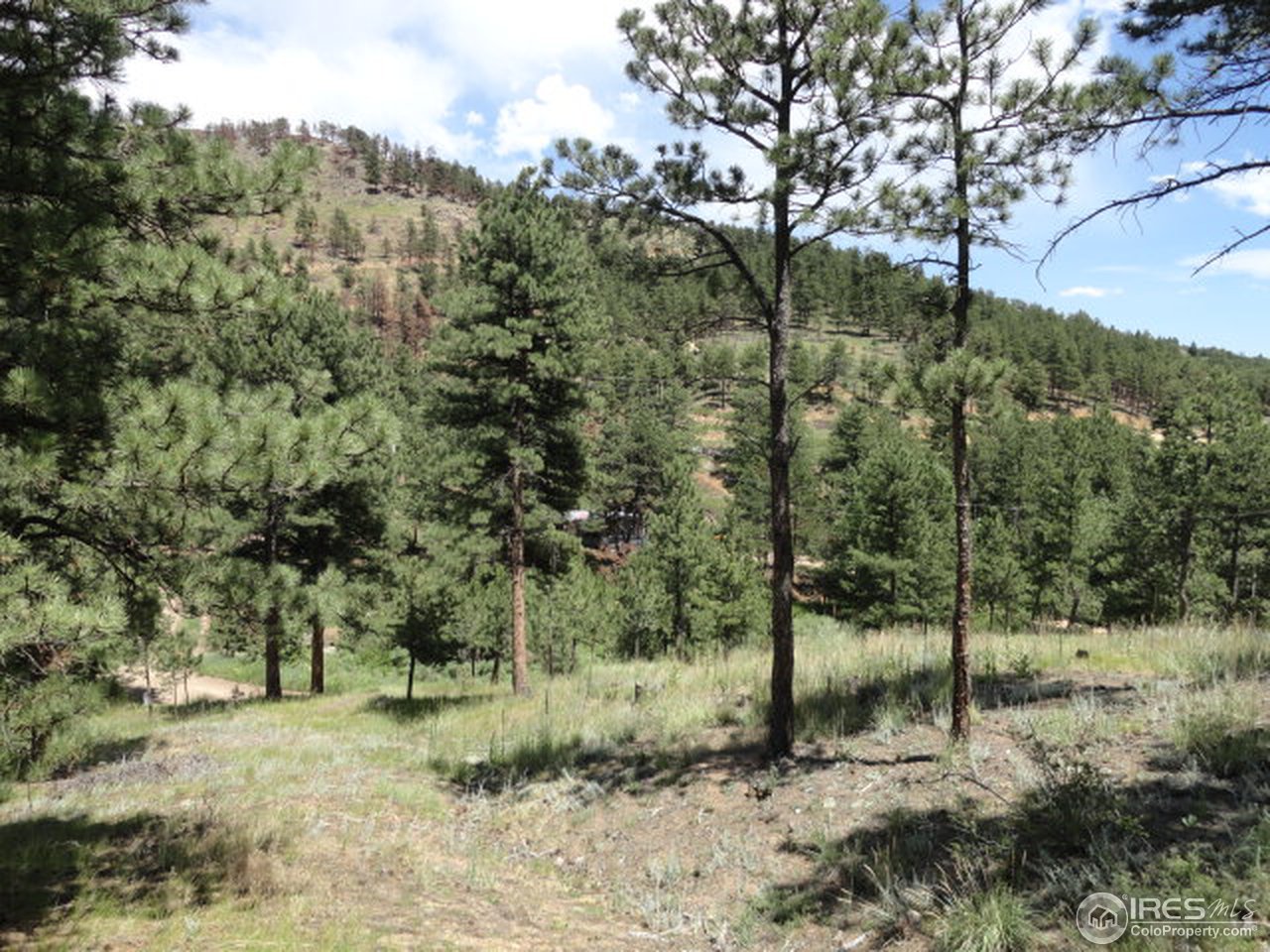 375 Arroyo Chico Boulder, CO 80302 - Photo 6 of 15 a view of a forest filled with trees