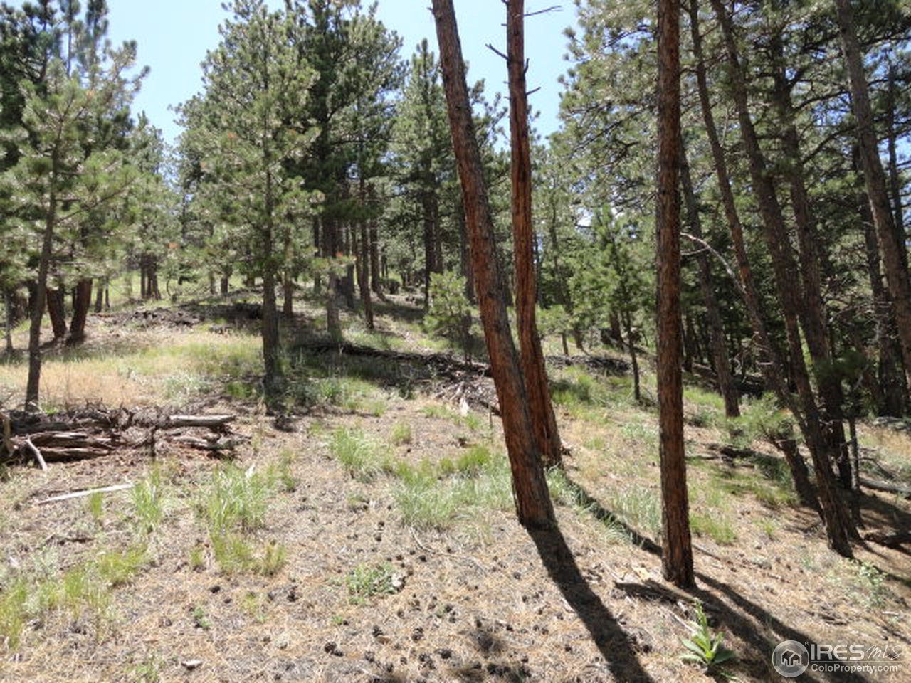 375 Arroyo Chico Boulder, CO 80302 - Photo 8 of 15 a view of a forest filled with trees