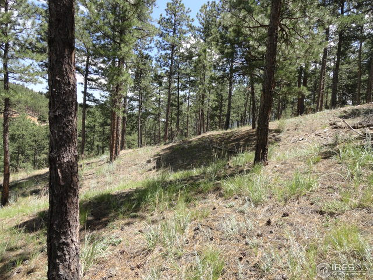375 Arroyo Chico Boulder, CO 80302 - Photo 9 of 15 a view of a forest filled with trees