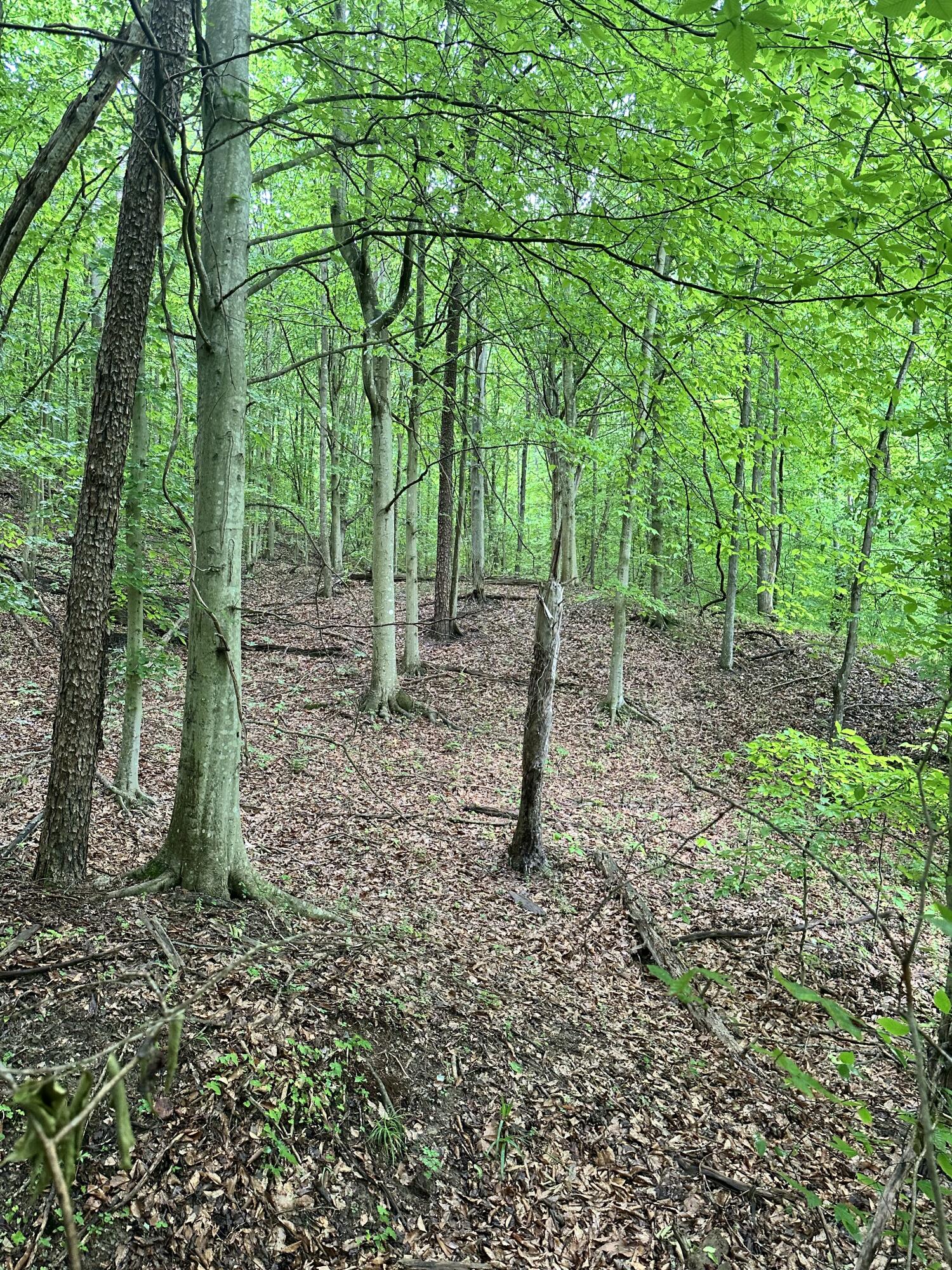 0 Mt Scratchum Road Ravenna, KY 40472 - Photo 3 of 6 IMG_4755