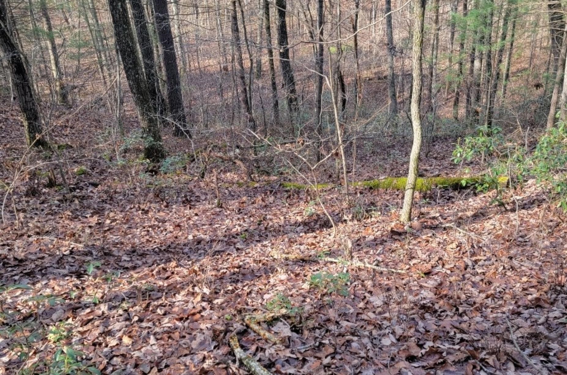 Tbd Miracle Ridge Road Elkton, VA 22827 - Photo 20 of 32 a view of a backyard