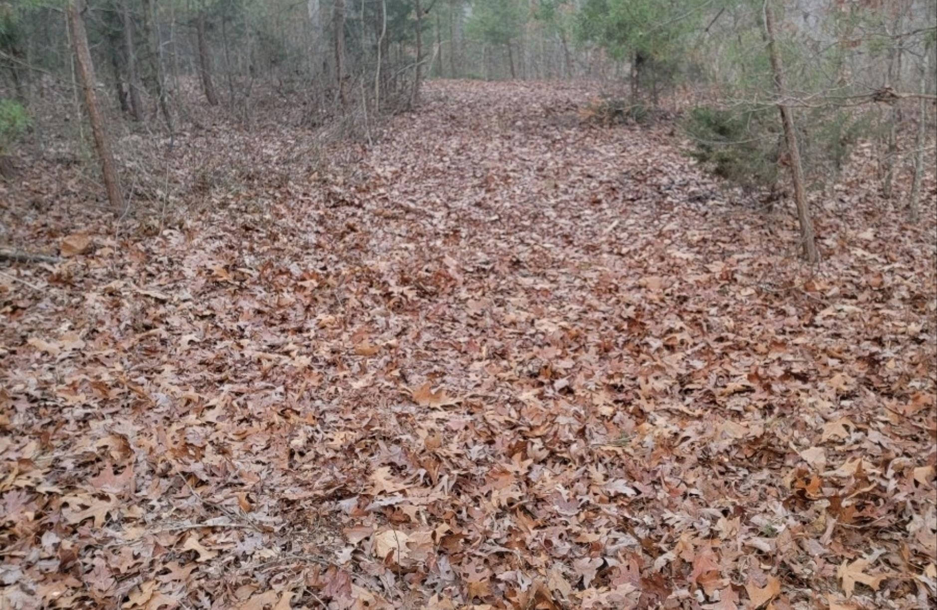 Tbd Miracle Ridge Road Elkton, VA 22827 - Photo 21 of 32 a view of a yard with a trees