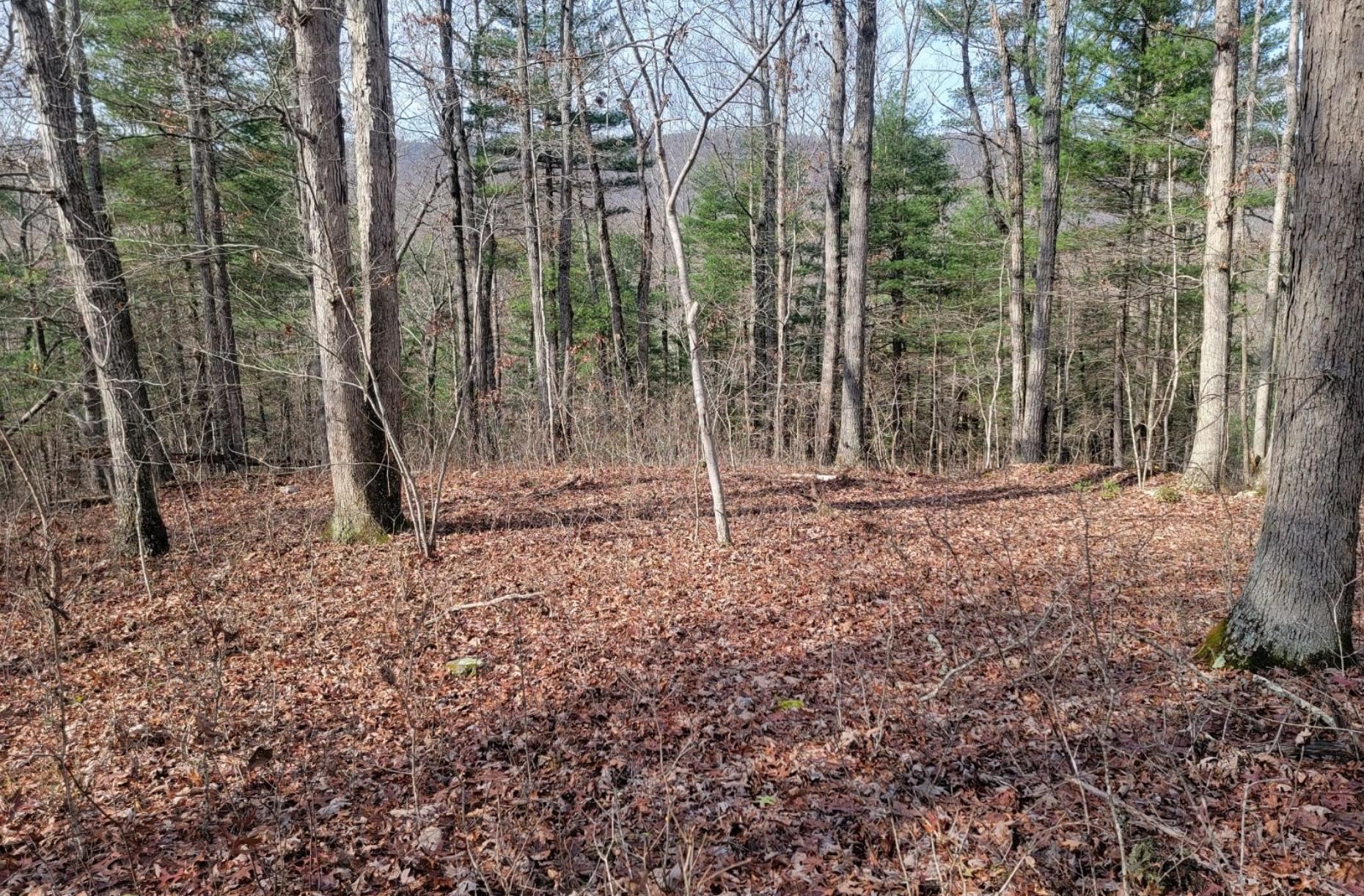 Tbd Miracle Ridge Road Elkton, VA 22827 - Photo 22 of 32 a backyard of a house with lots of green space