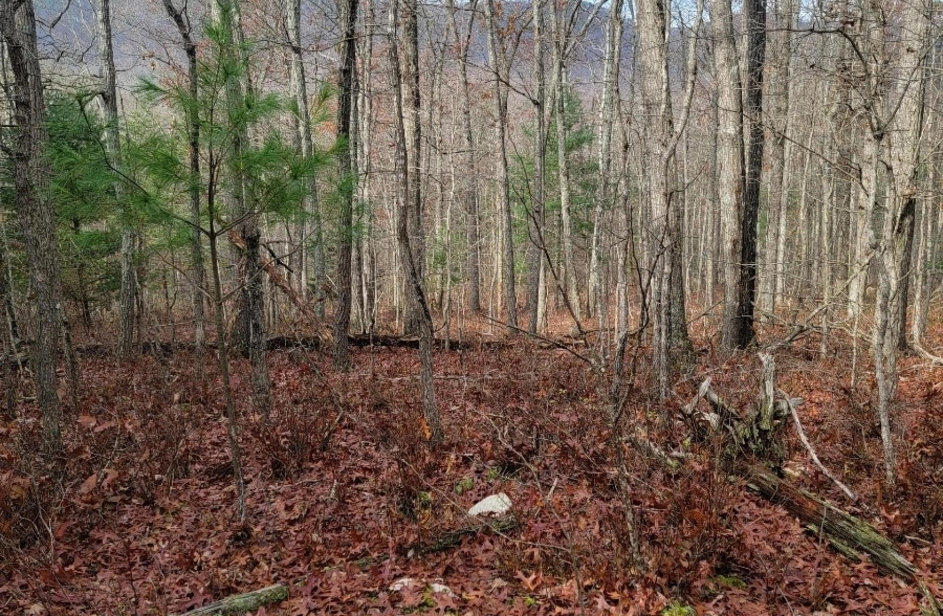 Tbd Miracle Ridge Road Elkton, VA 22827 - Photo 23 of 32 a view of backyard with green space
