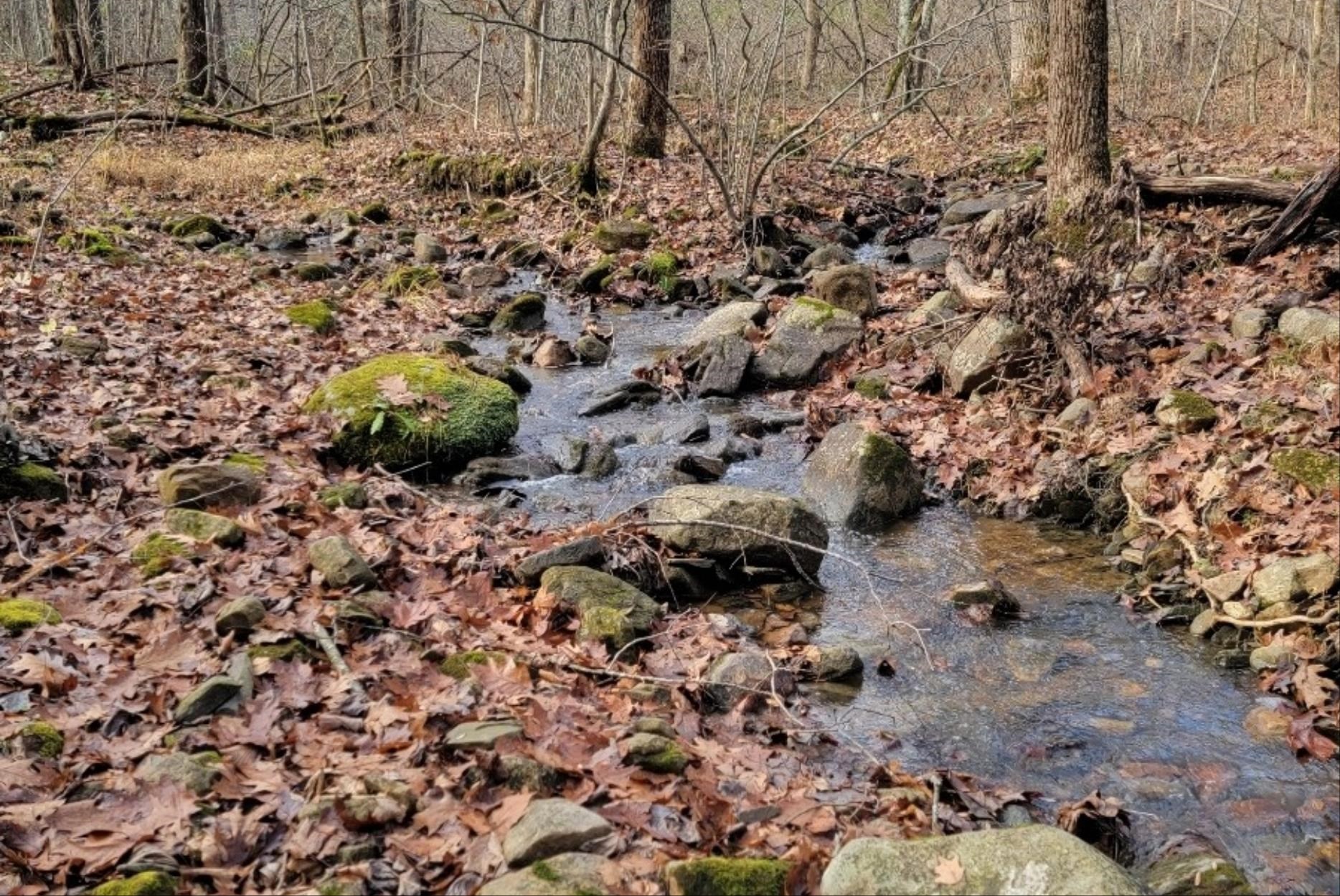 Tbd Miracle Ridge Road Elkton, VA 22827 - Photo 24 of 32 a view of a yard with a tree