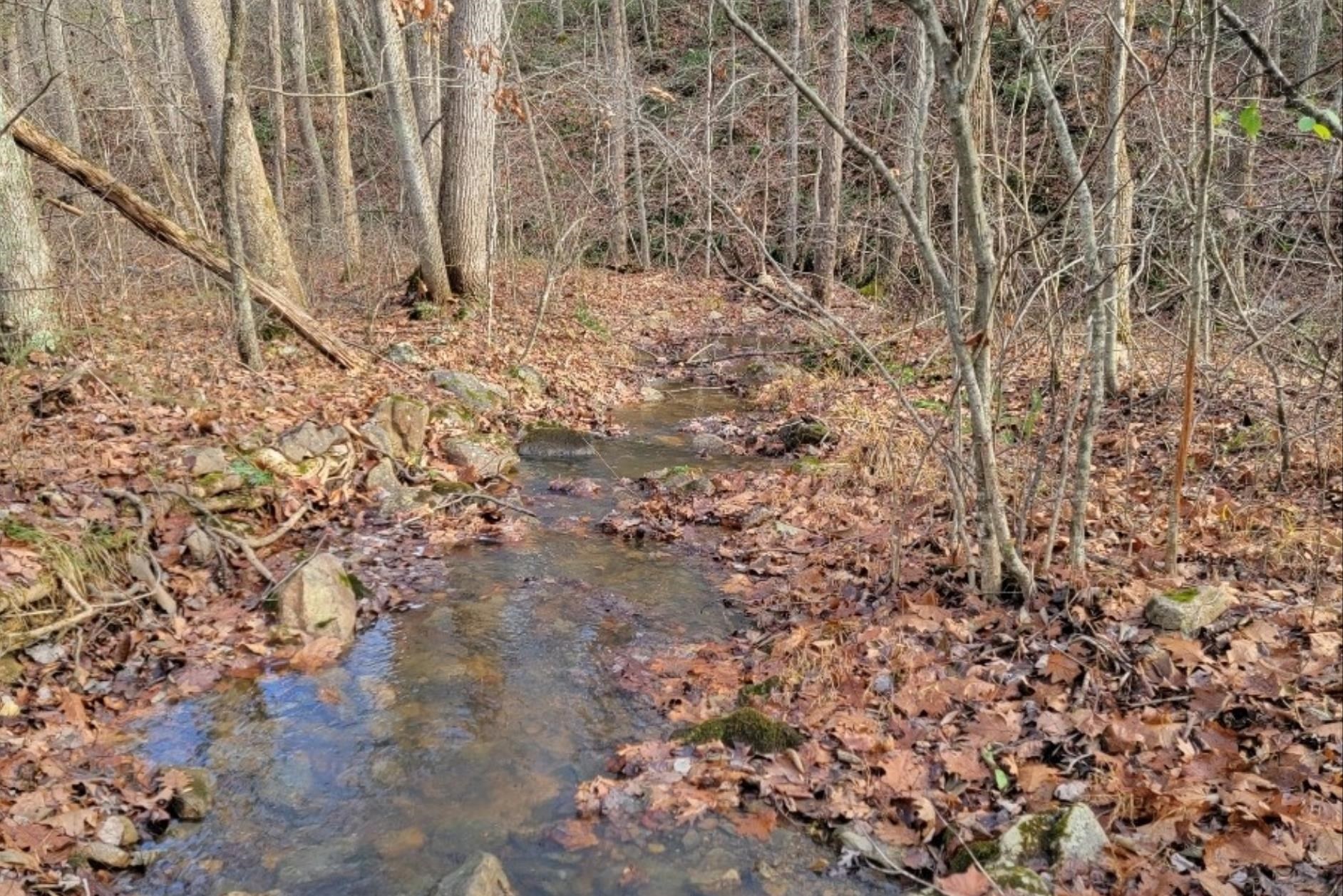 Tbd Miracle Ridge Road Elkton, VA 22827 - Photo 26 of 32 a view of a dry yard with trees