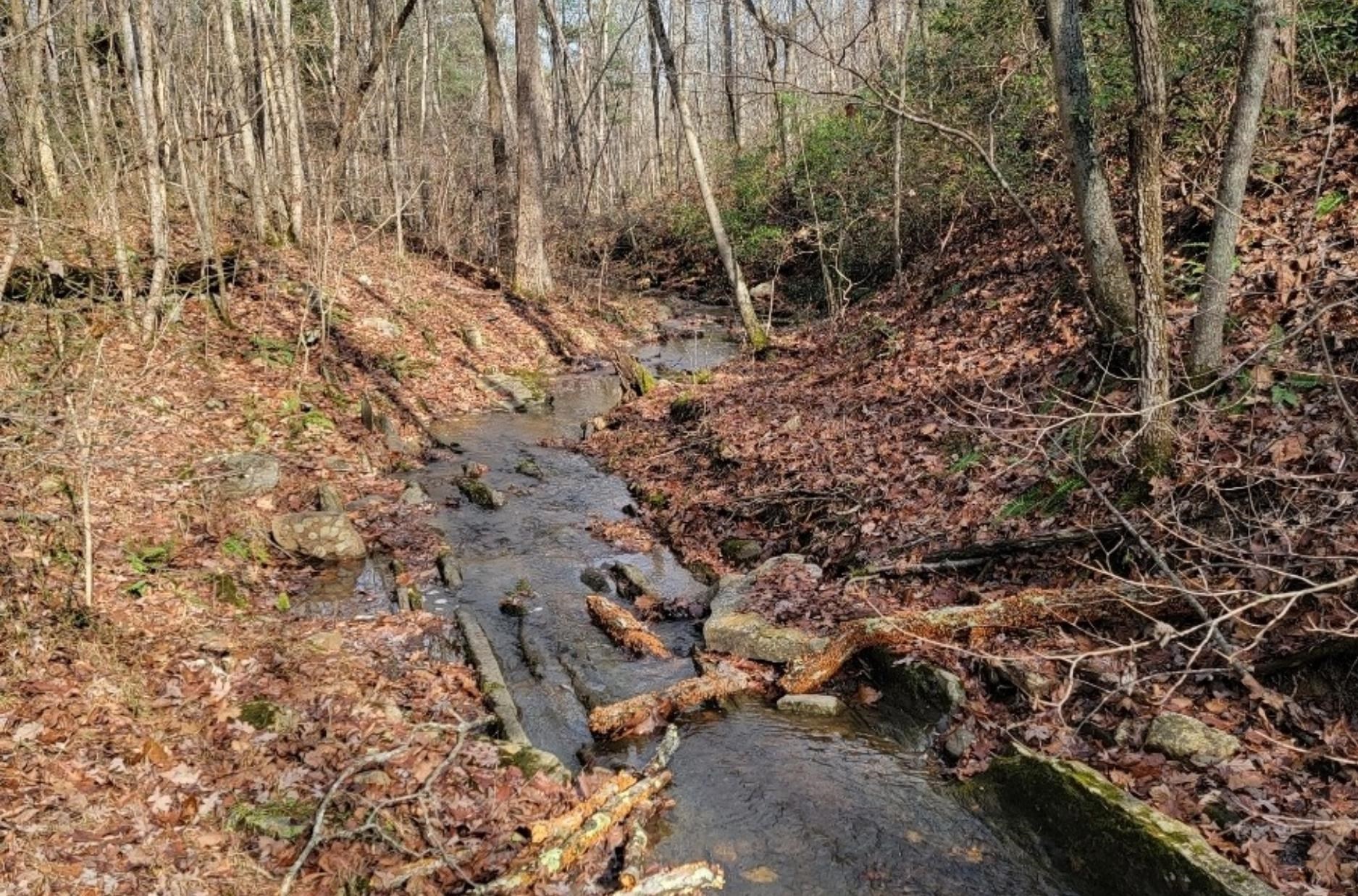 Tbd Miracle Ridge Road Elkton, VA 22827 - Photo 28 of 32 a view of lot of trees