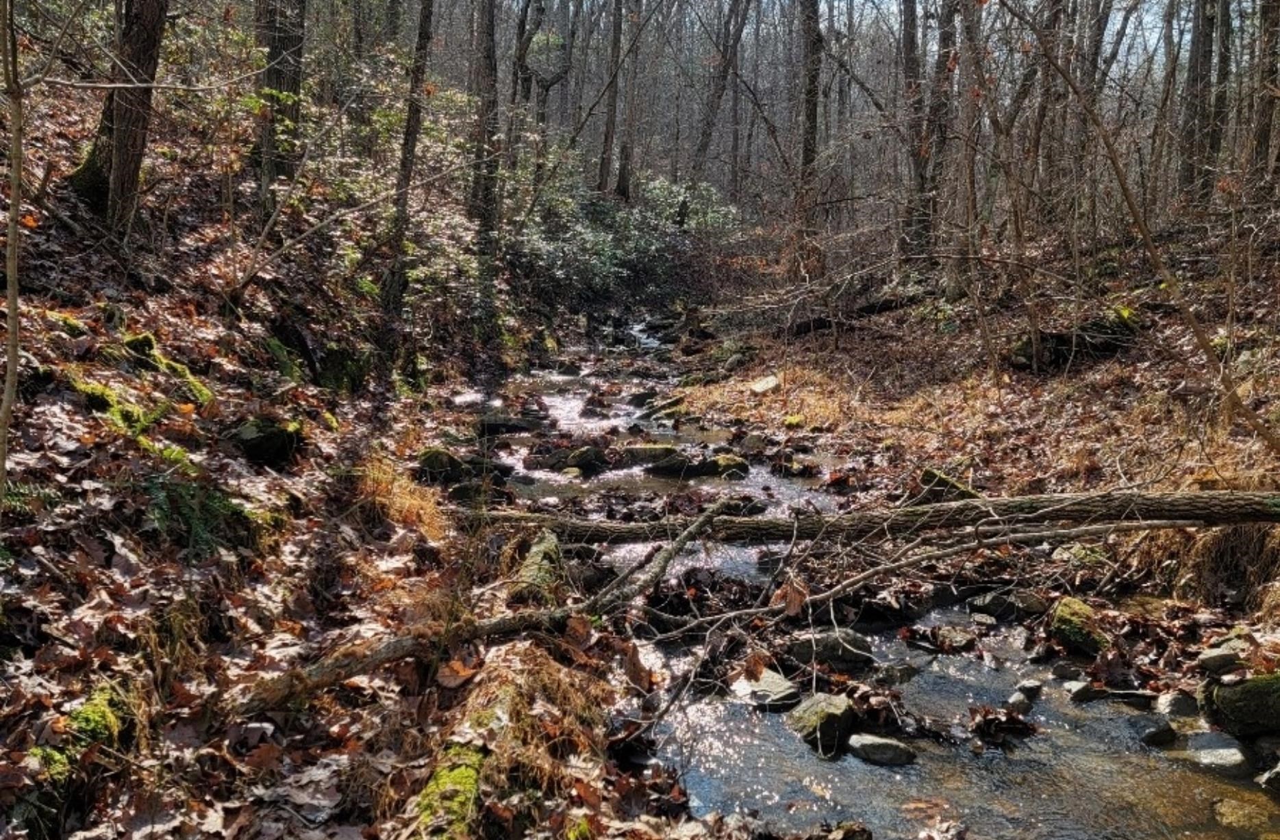 Tbd Miracle Ridge Road Elkton, VA 22827 - Photo 29 of 32 a view of a large tree