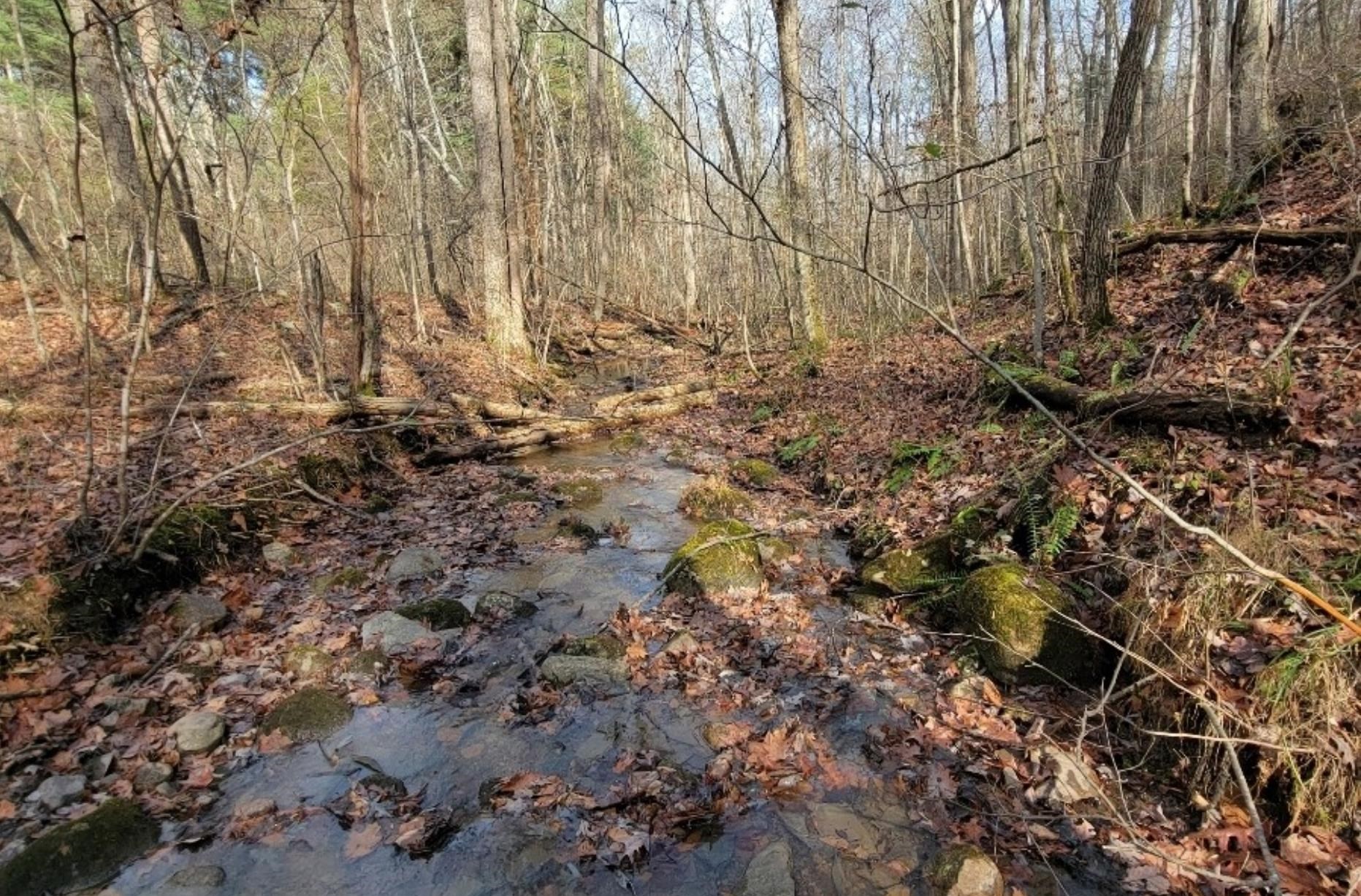 Tbd Miracle Ridge Road Elkton, VA 22827 - Photo 30 of 32 a view of yard