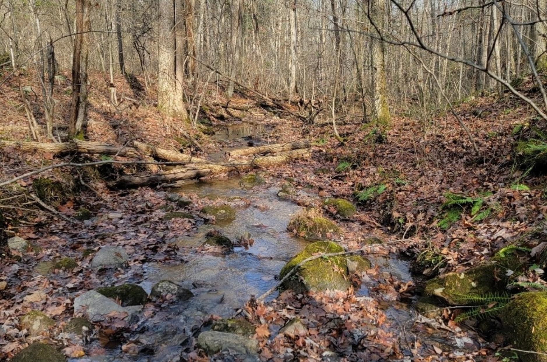 Tbd Miracle Ridge Road Elkton, VA 22827 - Photo 31 of 32 a view of a yard covered with trees