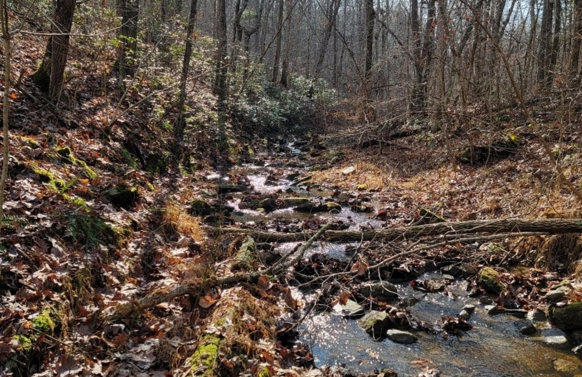 Tbd Miracle Ridge Road Elkton, VA 22827 - Photo 32 of 32 a view of a large tree