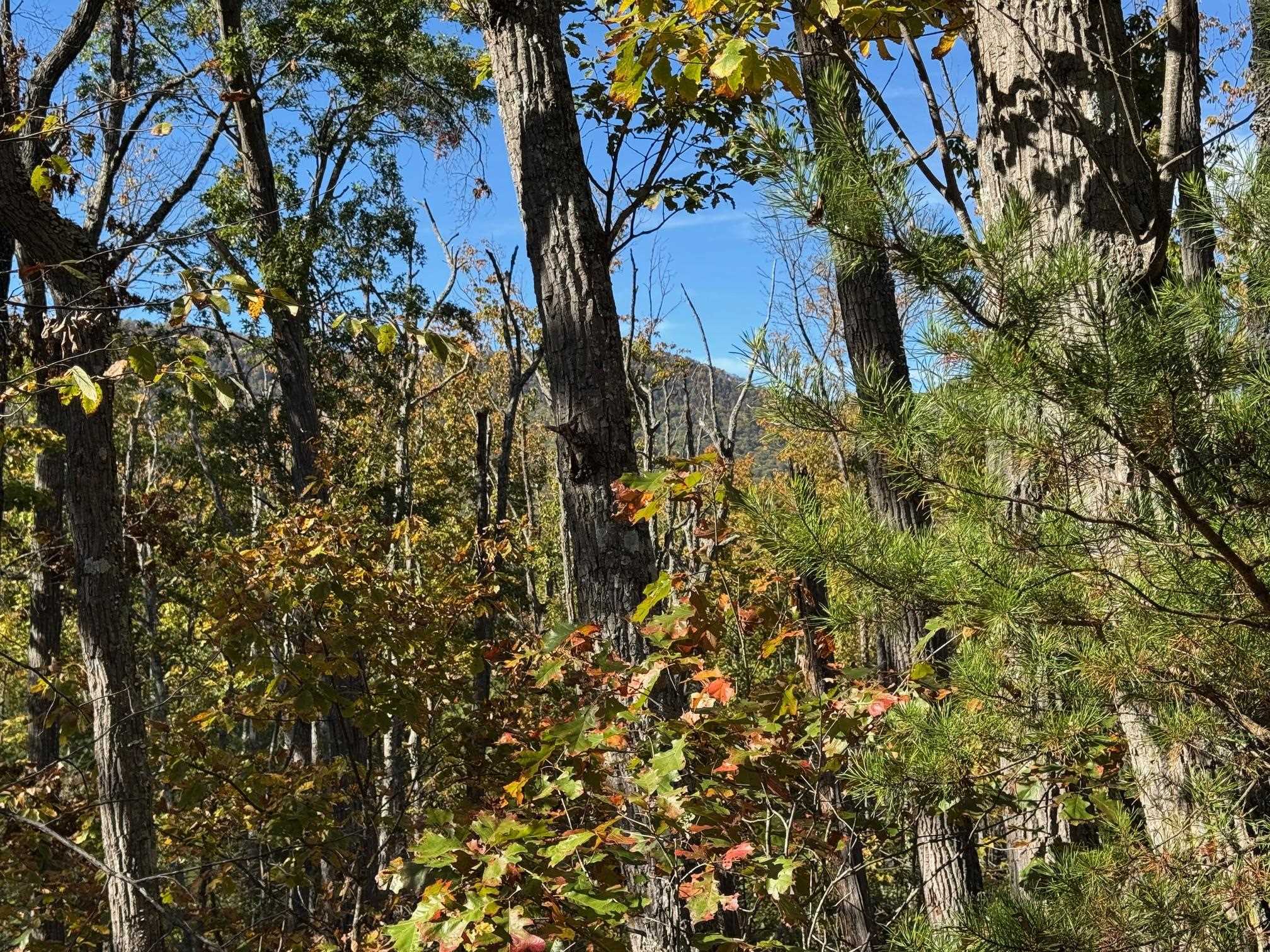 Tbd Miracle Ridge Road Elkton, VA 22827 - Photo 4 of 32 a view of a trees in a yard