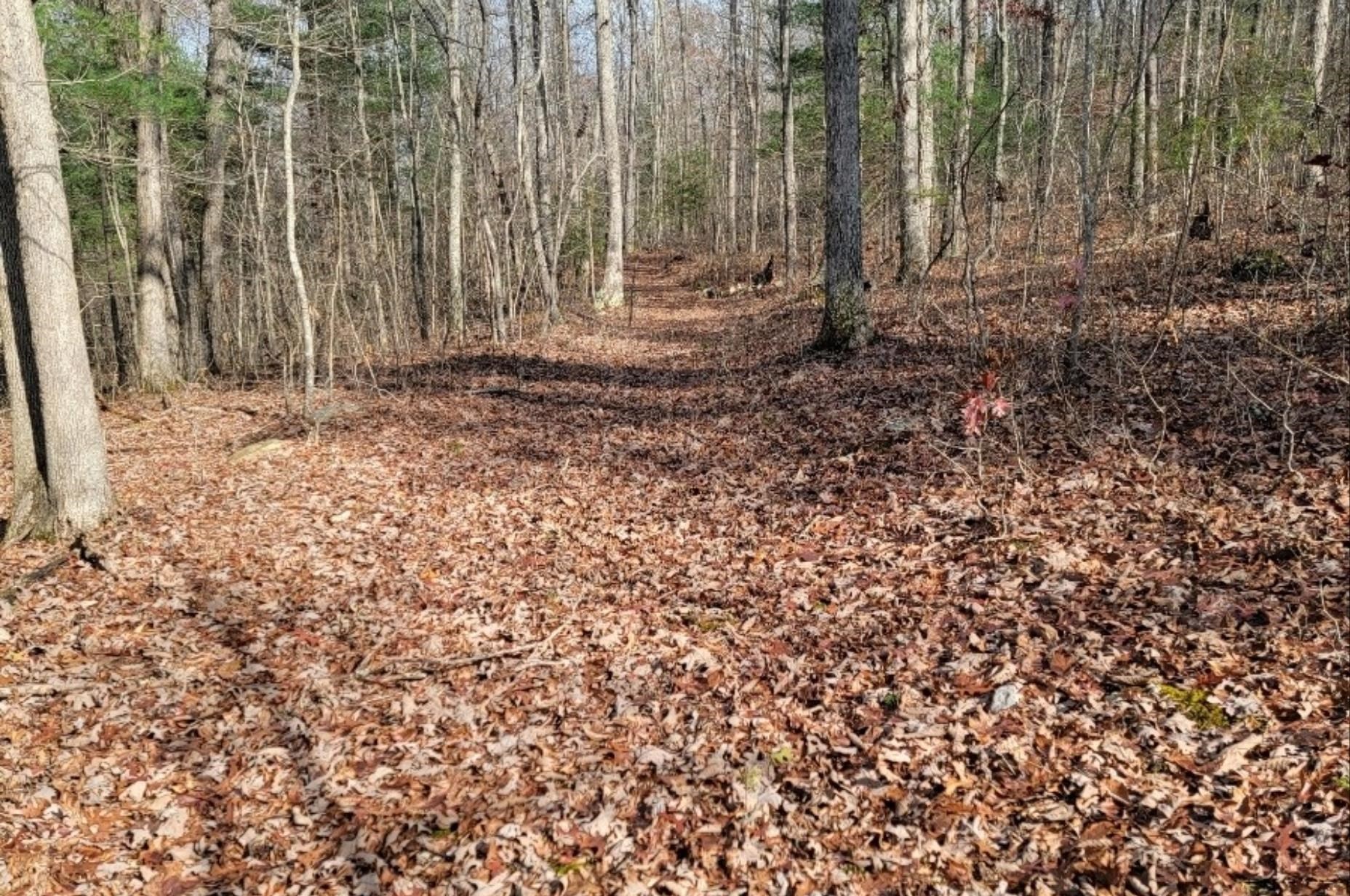 Tbd Miracle Ridge Road Elkton, VA 22827 - Photo 10 of 32 a view of a backyard with pathway