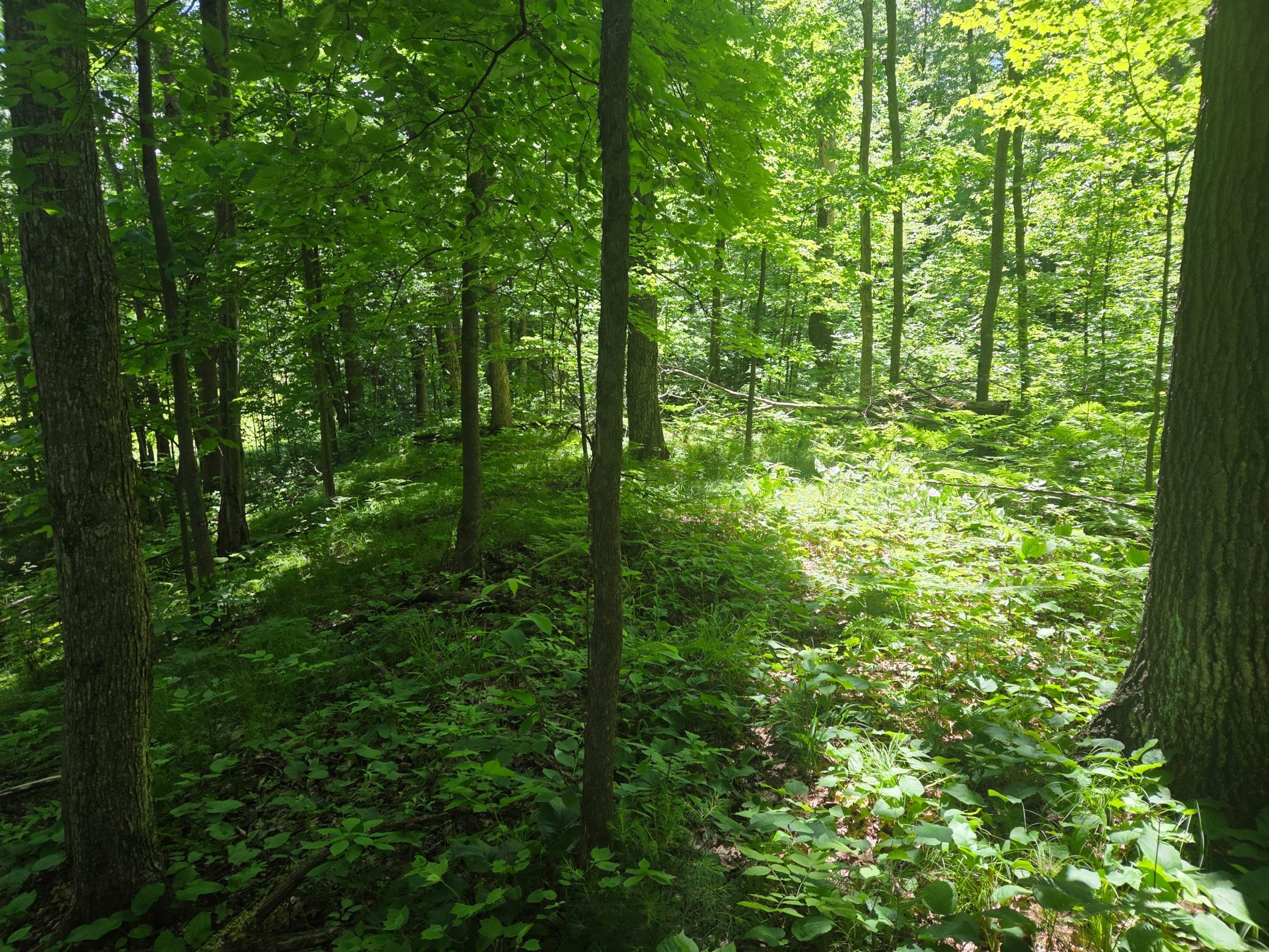 Tbd County Rd G Comstock, WI 54826 - Photo 7 of 9