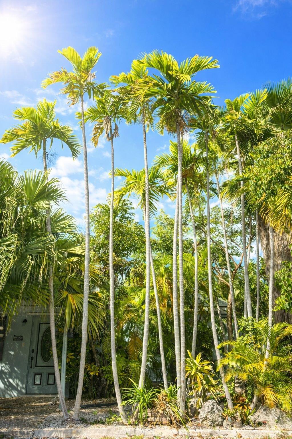 1505 Rose Street Key West, FL 33040 - Photo 43 of 43 a285d801-9a3f-4c06-bed6-a546ee783af4