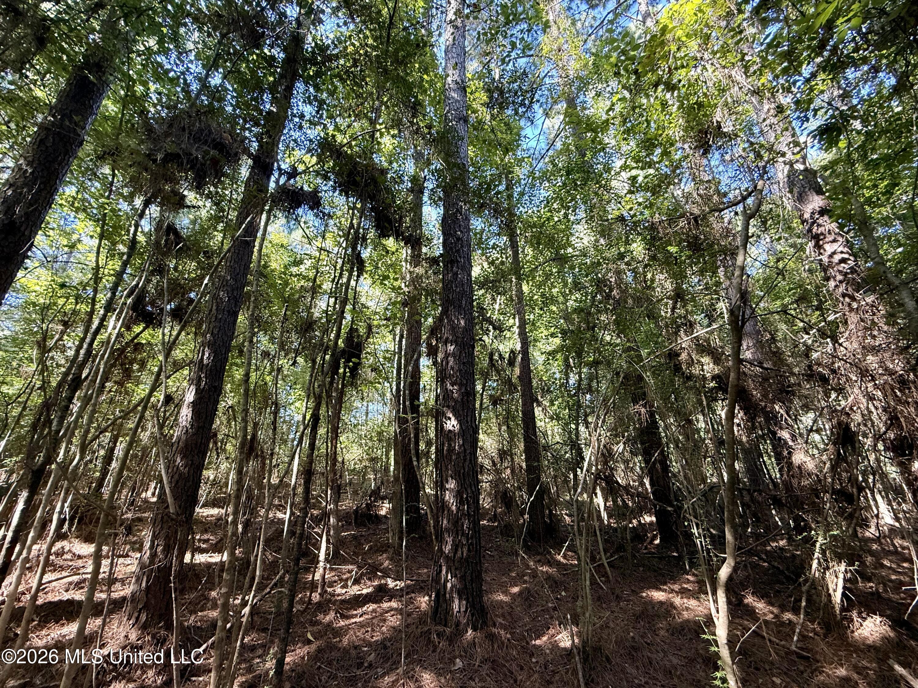 Burt Jordan Road Smithdale, MS 39664 - Photo 6 of 21 IMG_9374