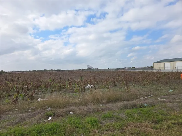 a view of a dry yard with trees