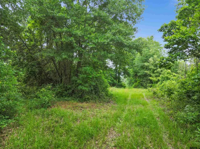 a view of a lush green space