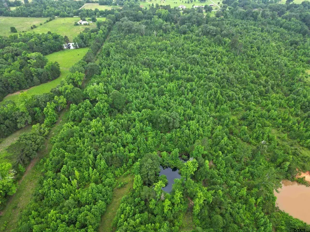 a view of a lush green forest