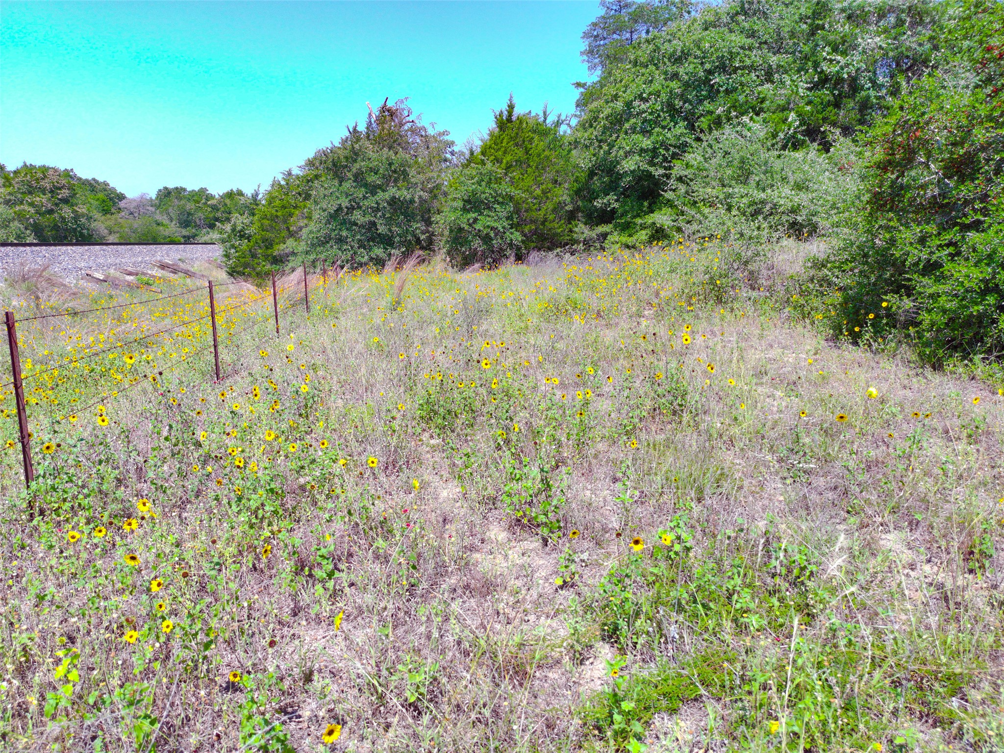 277 Meuth Cemetery Road Red Rock, TX 78662 - Photo 16 of 19 A field of vibrant wildflowers thrives alongside a sturdy fence.