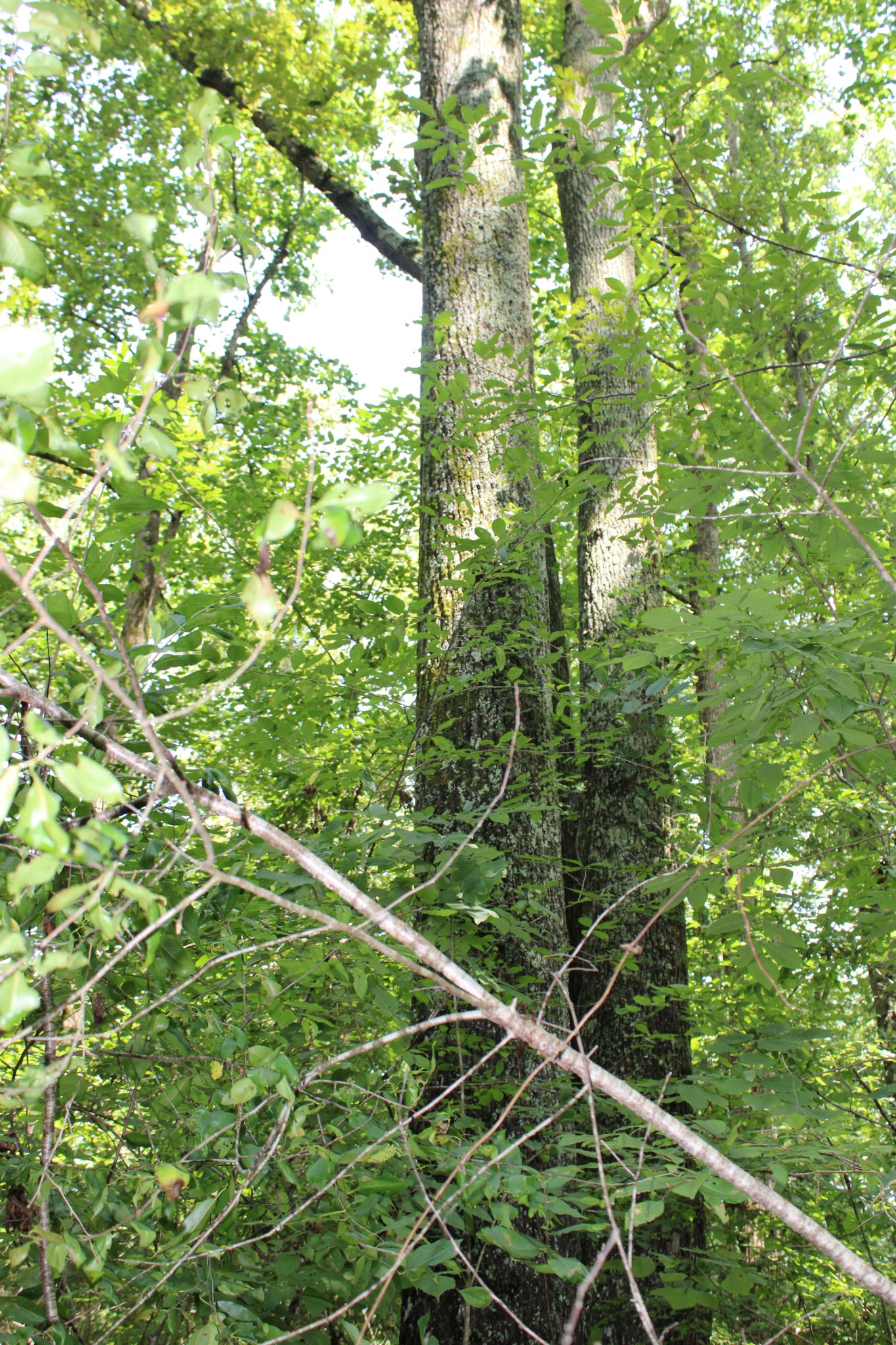 200 Primrose Lane Morrison, TN 37357 - Photo 49 of 53 a view of a yard with plants