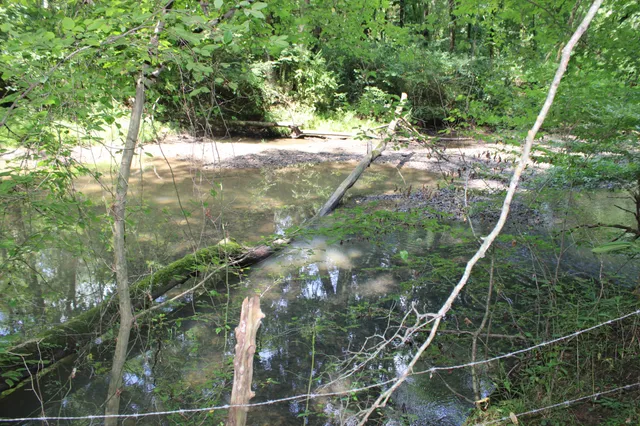a view of a lush green forest