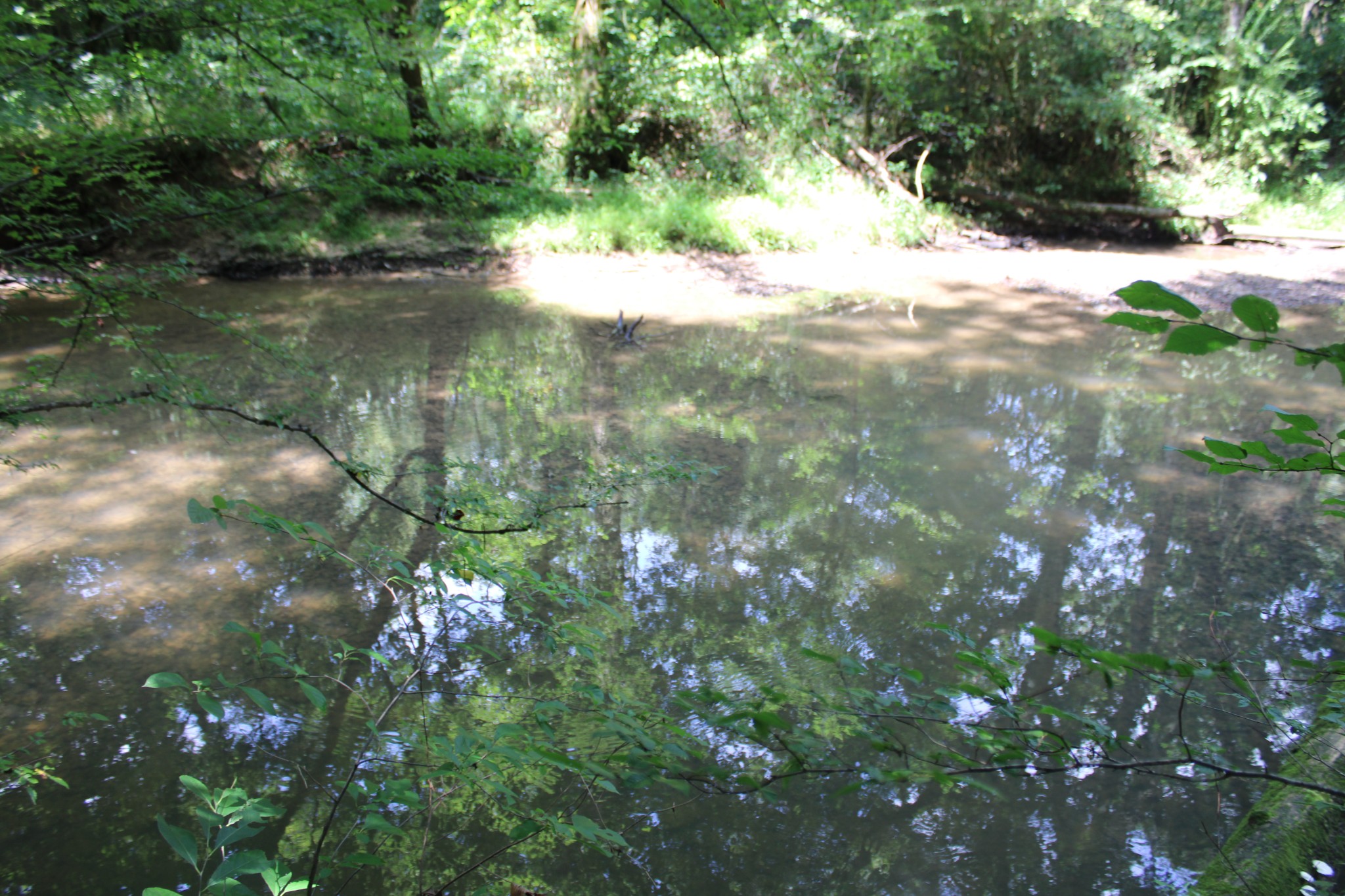 200 Primrose Lane Morrison, TN 37357 - Photo 5 of 53 a view of a tree with a yard