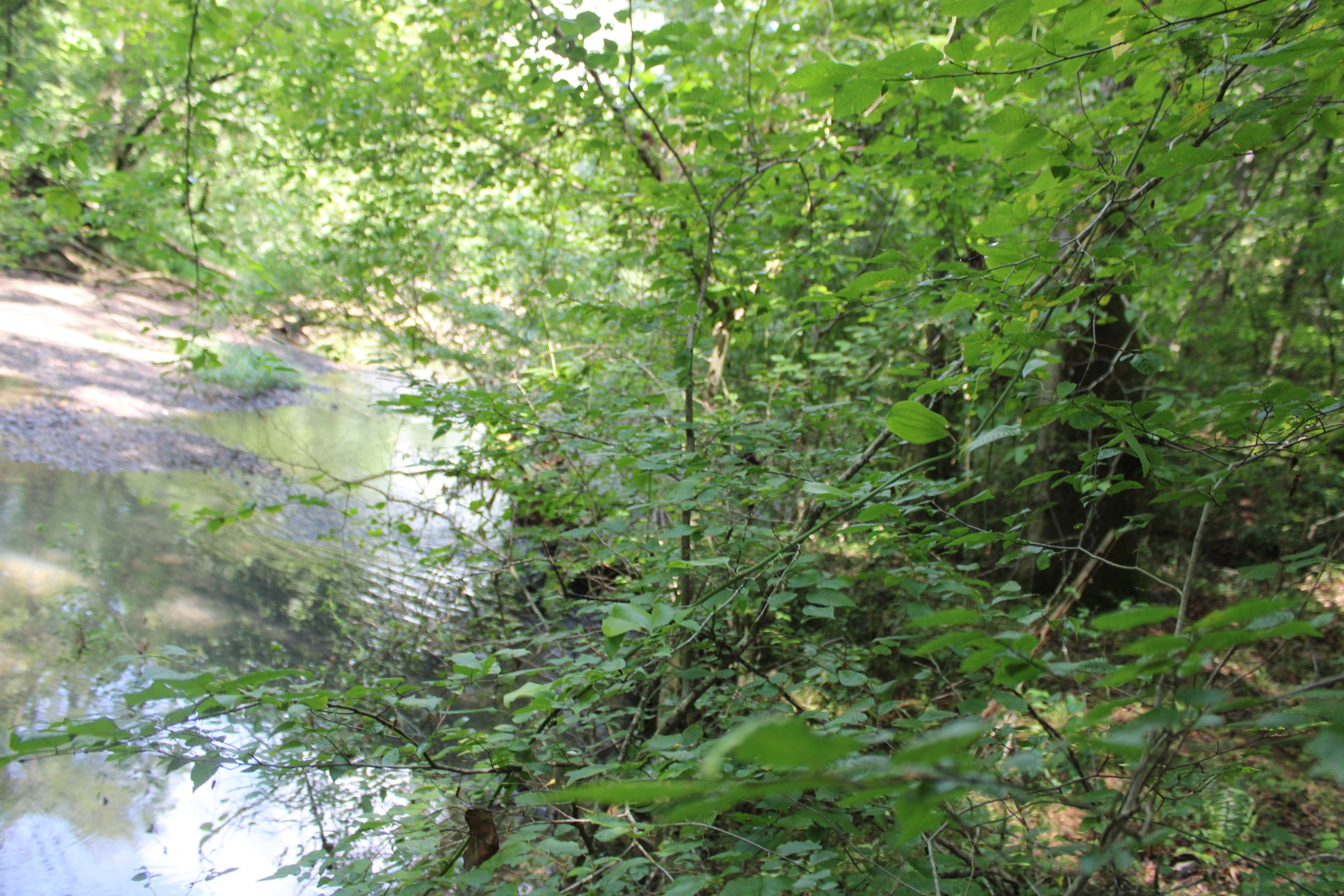 200 Primrose Lane Morrison, TN 37357 - Photo 52 of 53 a view of a garden