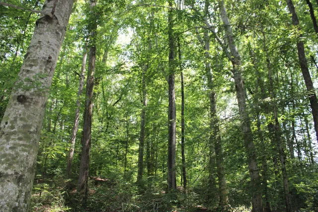 $425,000 | 200 Primrose Lane, Morrison, TN 37357