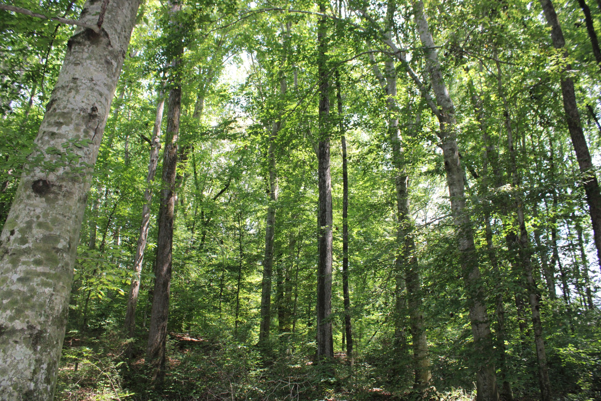 200 Primrose Lane Morrison, TN 37357 - Photo 53 of 53 a view of a lush green forest