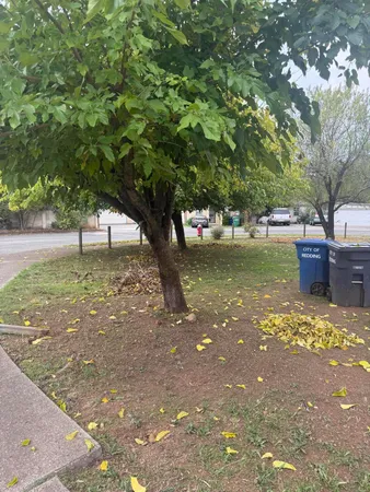 a view of a yard with a tree